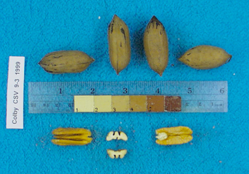 Click for 2 image(s) for this accession. Image