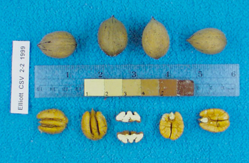 Click for 4 image(s) for this accession. Image