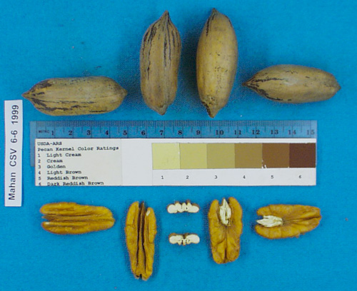 Click for 4 image(s) for this accession. Image