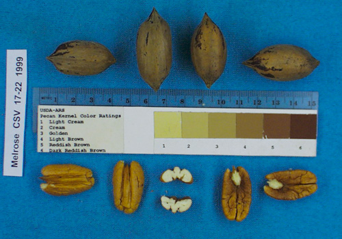Click for 1 image(s) for this accession. Image