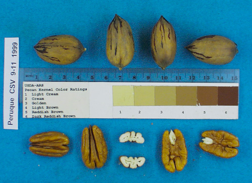 Click for 2 image(s) for this accession. Image
