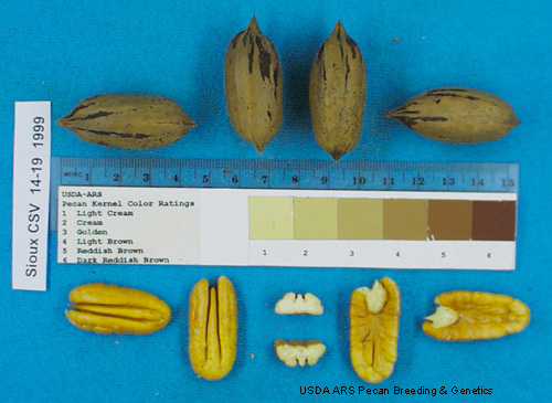 Click for 4 image(s) for this accession. Image