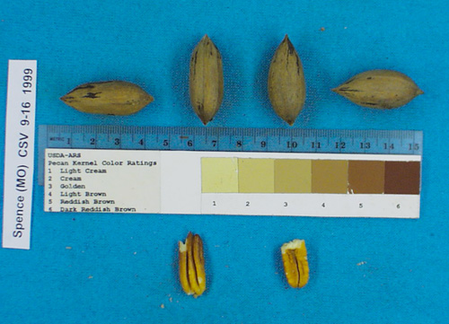 Click for 1 image(s) for this accession. Image