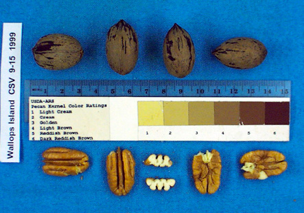 Click for 2 image(s) for this accession. Image