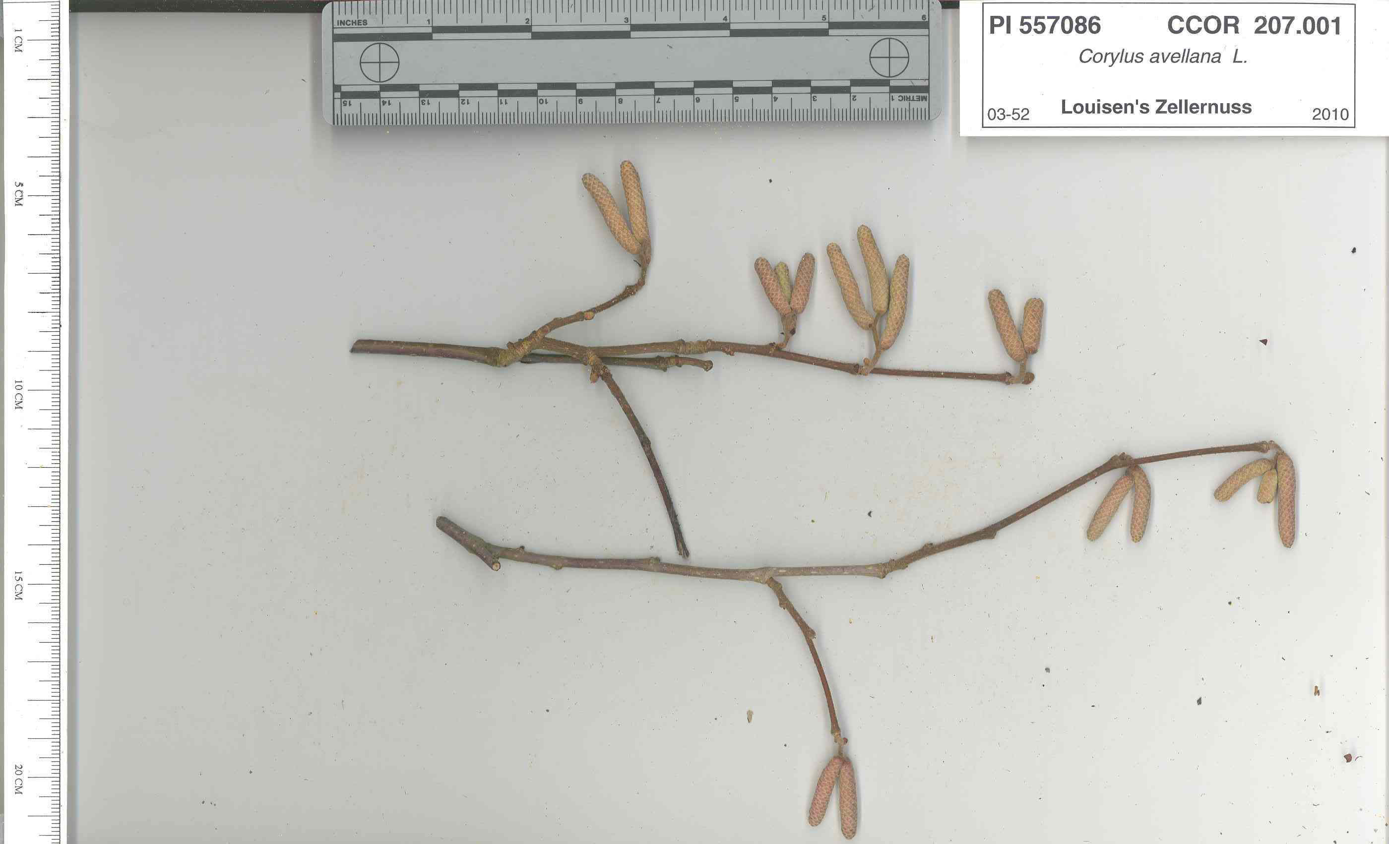 Click for 5 image(s) for this accession. STEM