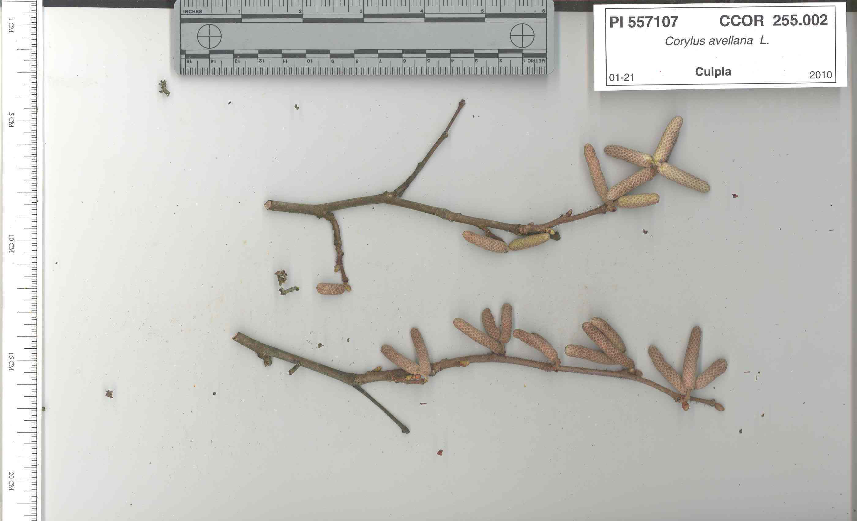 Click for 5 image(s) for this accession. STEM