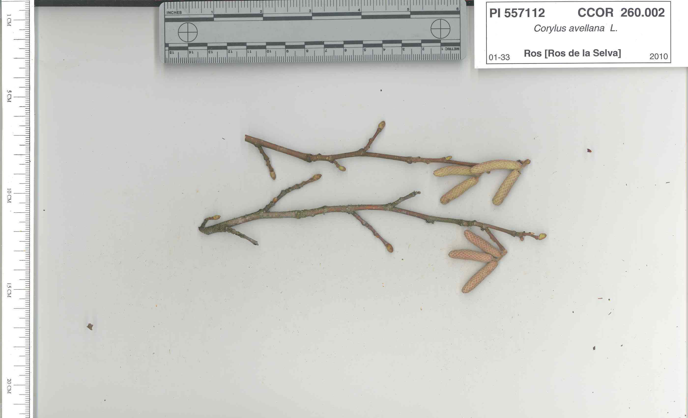 Click for 4 image(s) for this accession. STEM