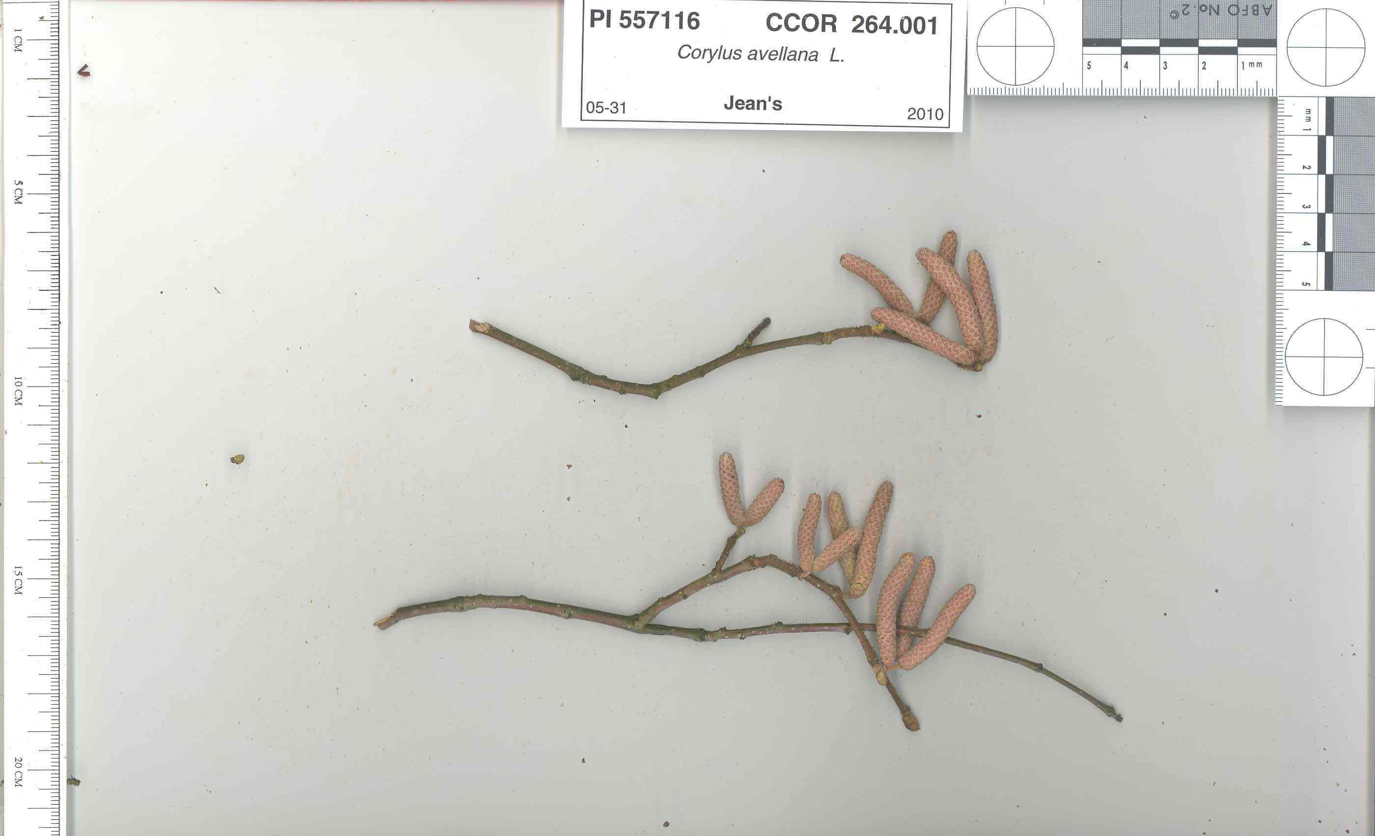 Click for 6 image(s) for this accession. STEM
