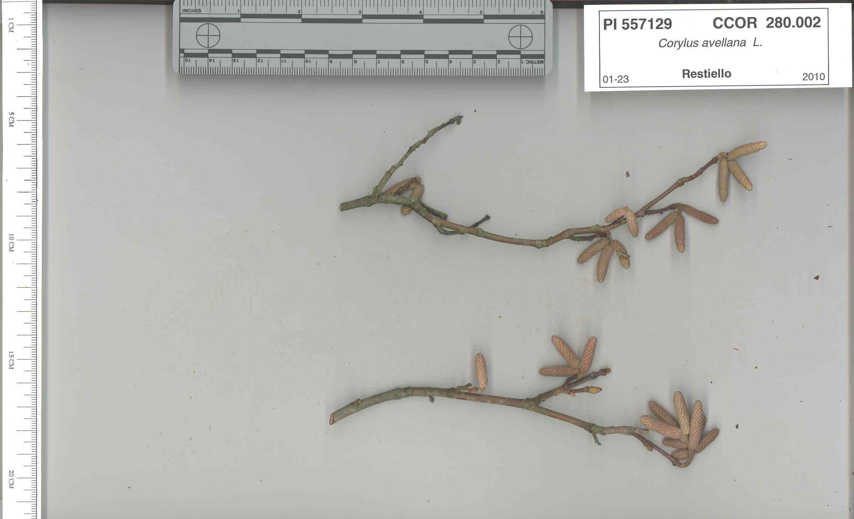 Click for 6 image(s) for this accession. STEM