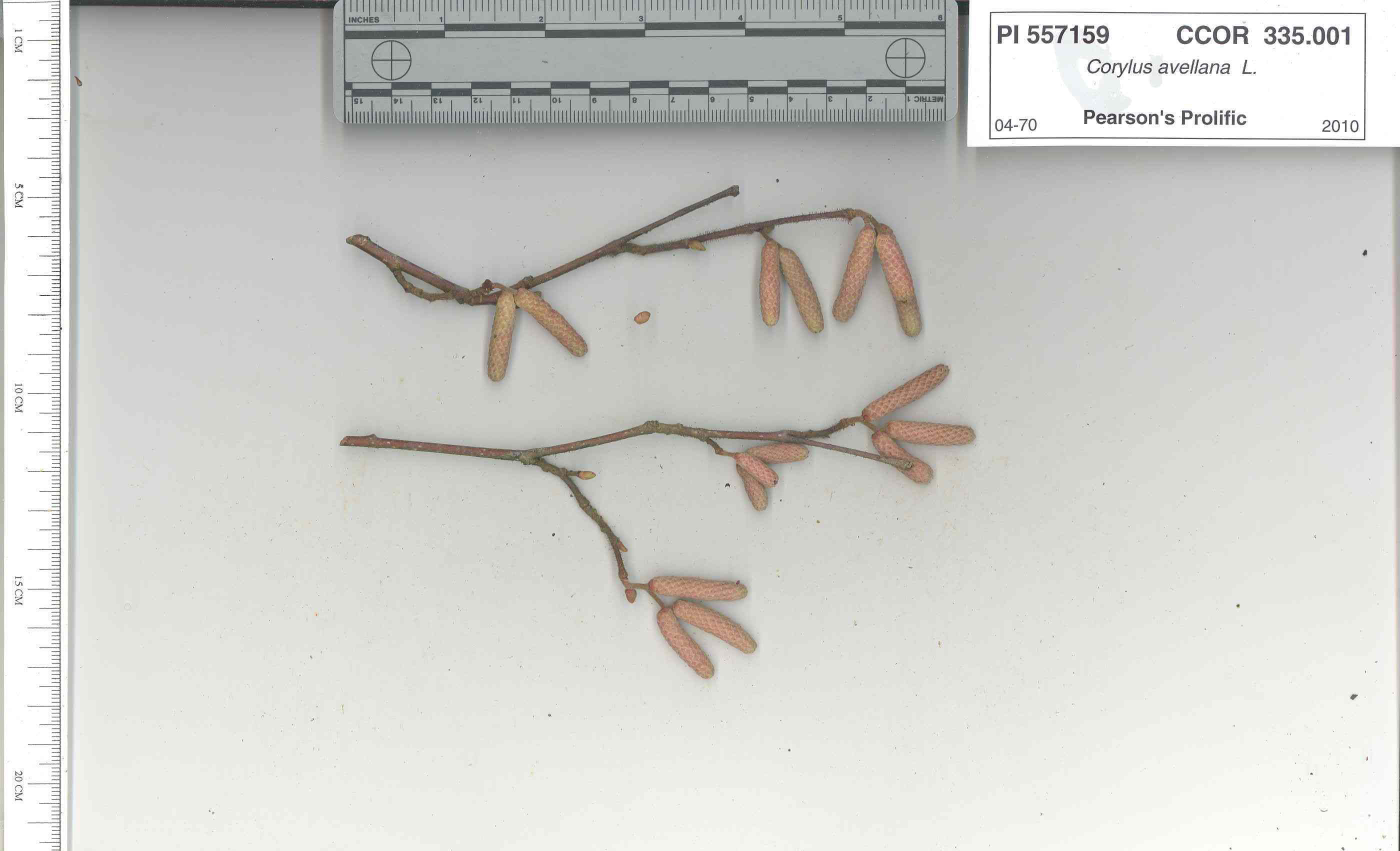 Click for 6 image(s) for this accession. STEM