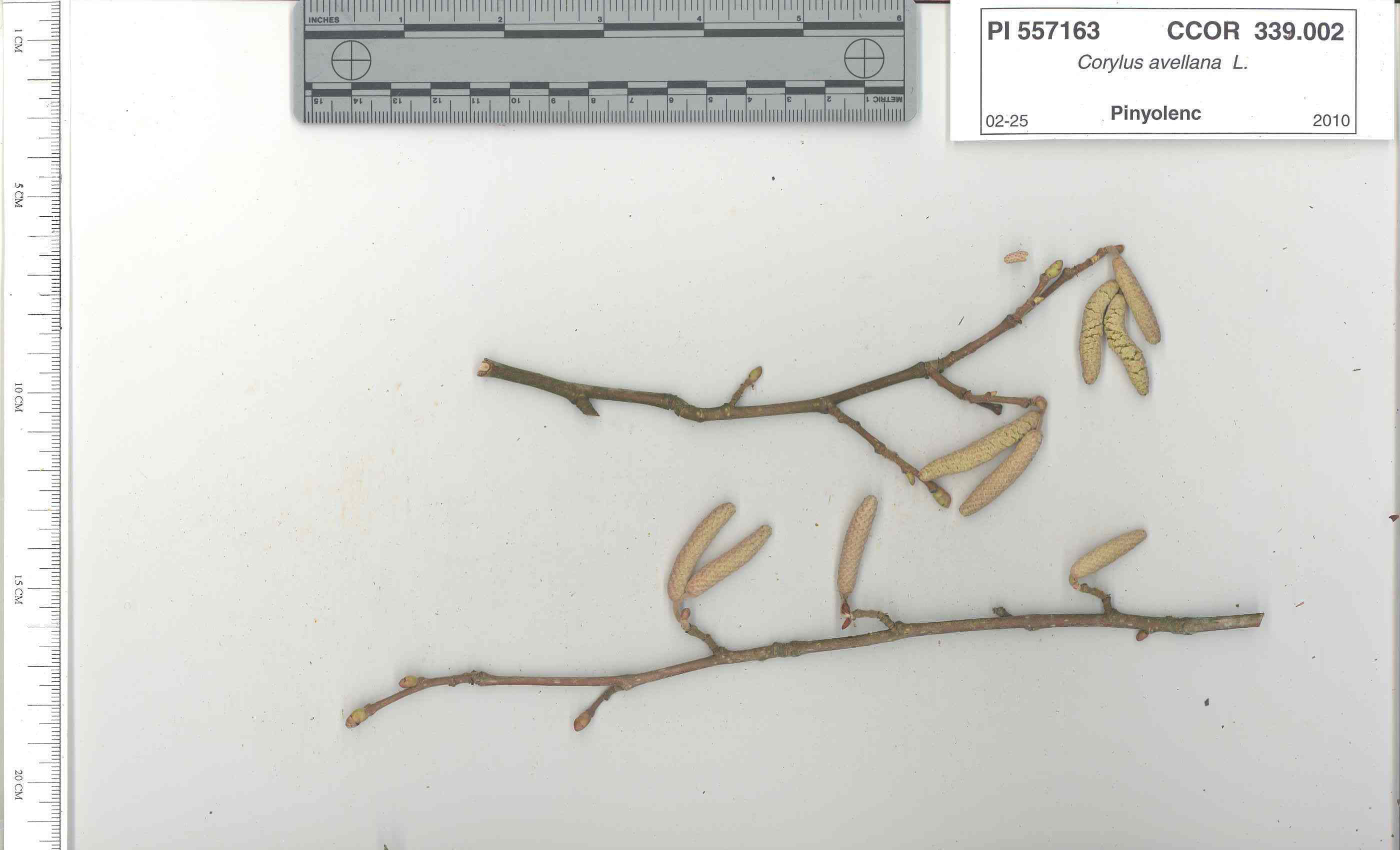 Click for 5 image(s) for this accession. STEM