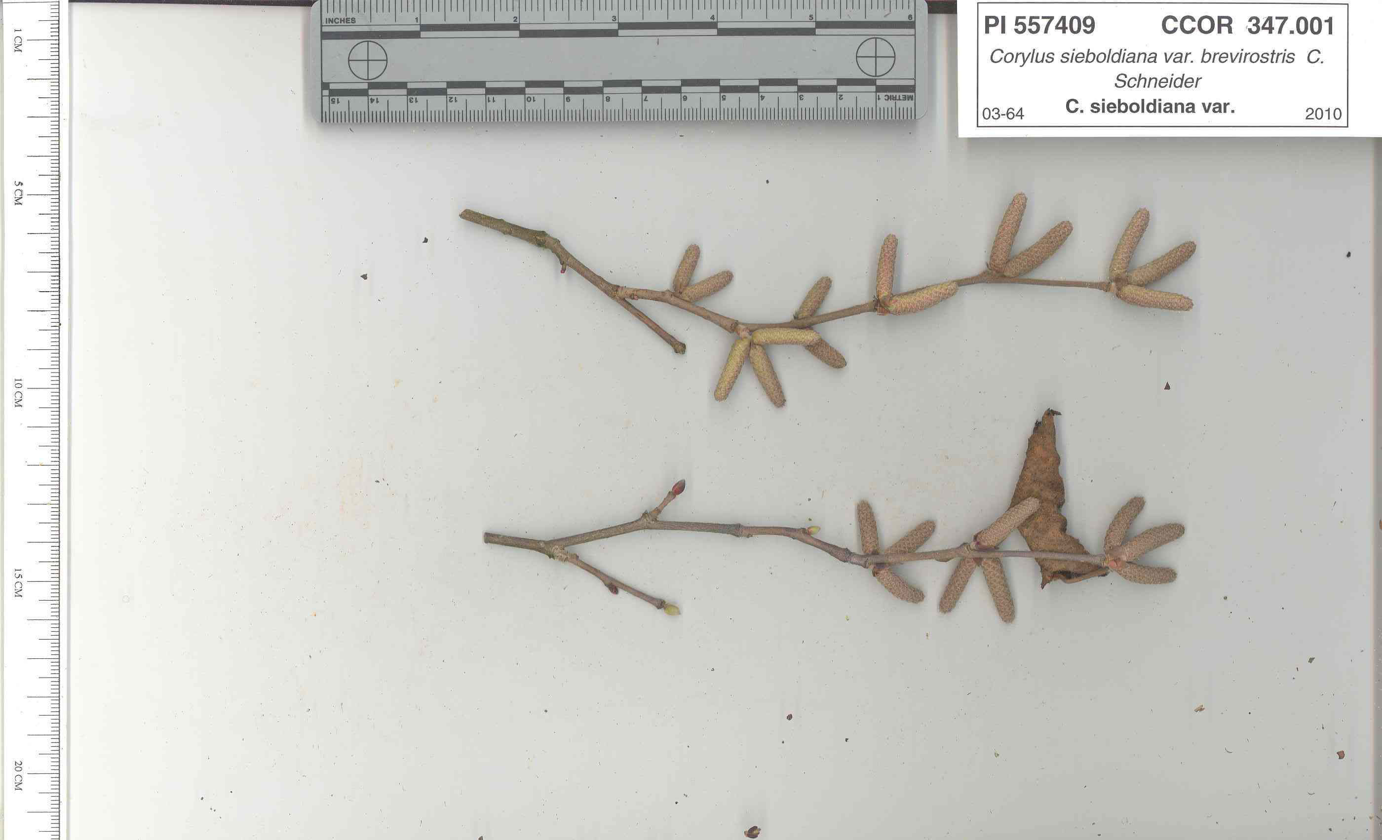 STEM