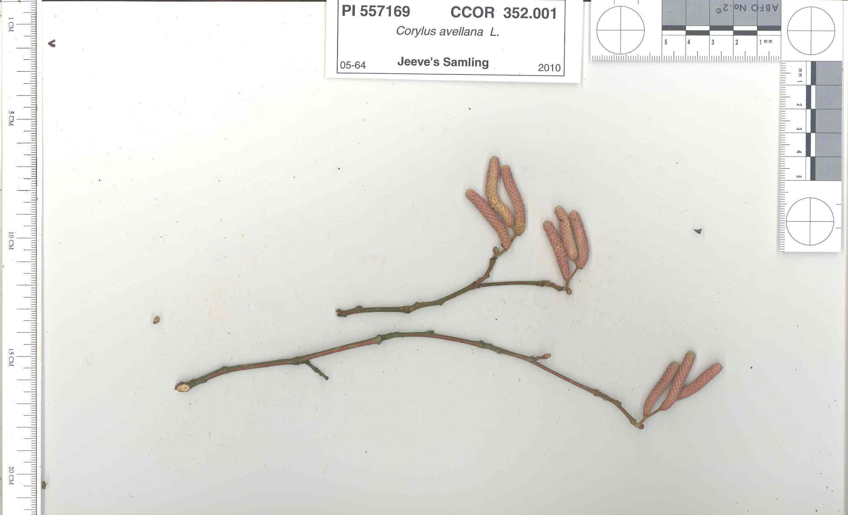 Click for 4 image(s) for this accession. STEM