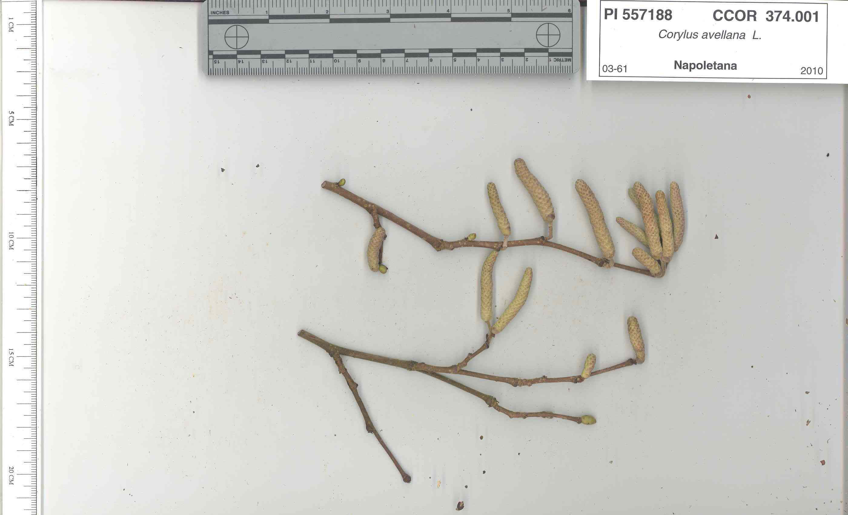 Click for 3 image(s) for this accession. STEM