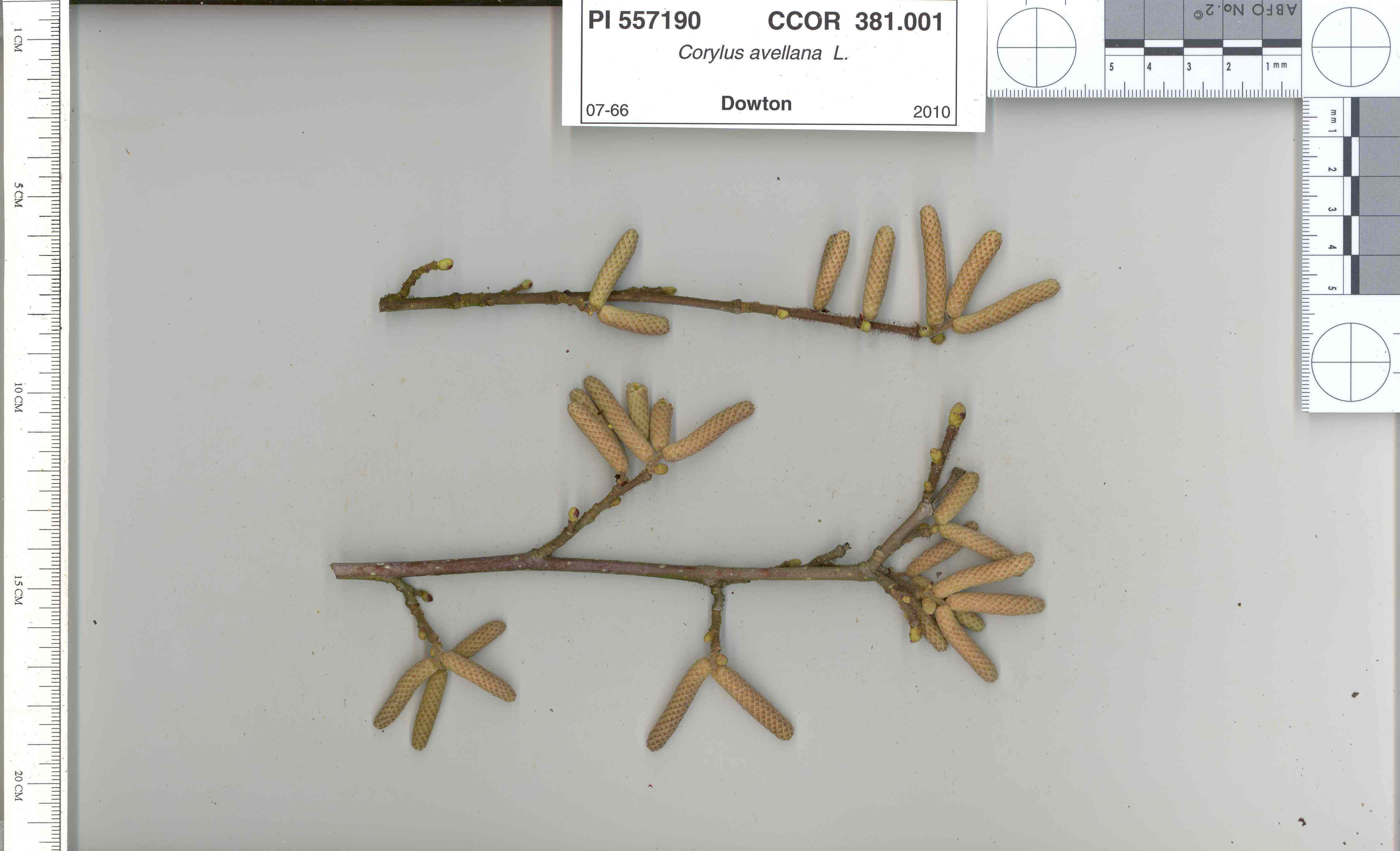 Click for 5 image(s) for this accession. STEM