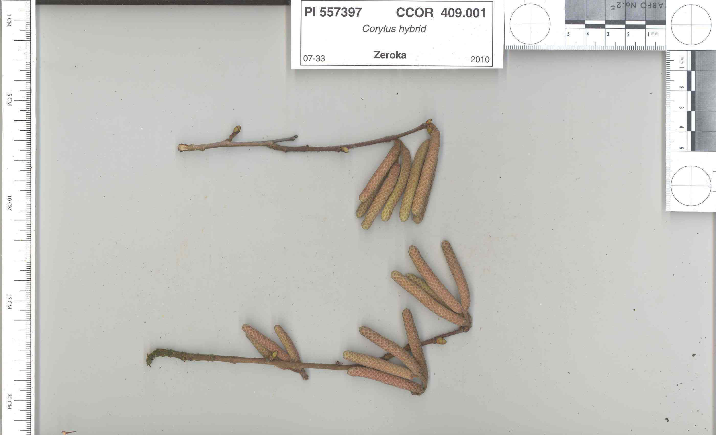 Click for 5 image(s) for this accession. STEM