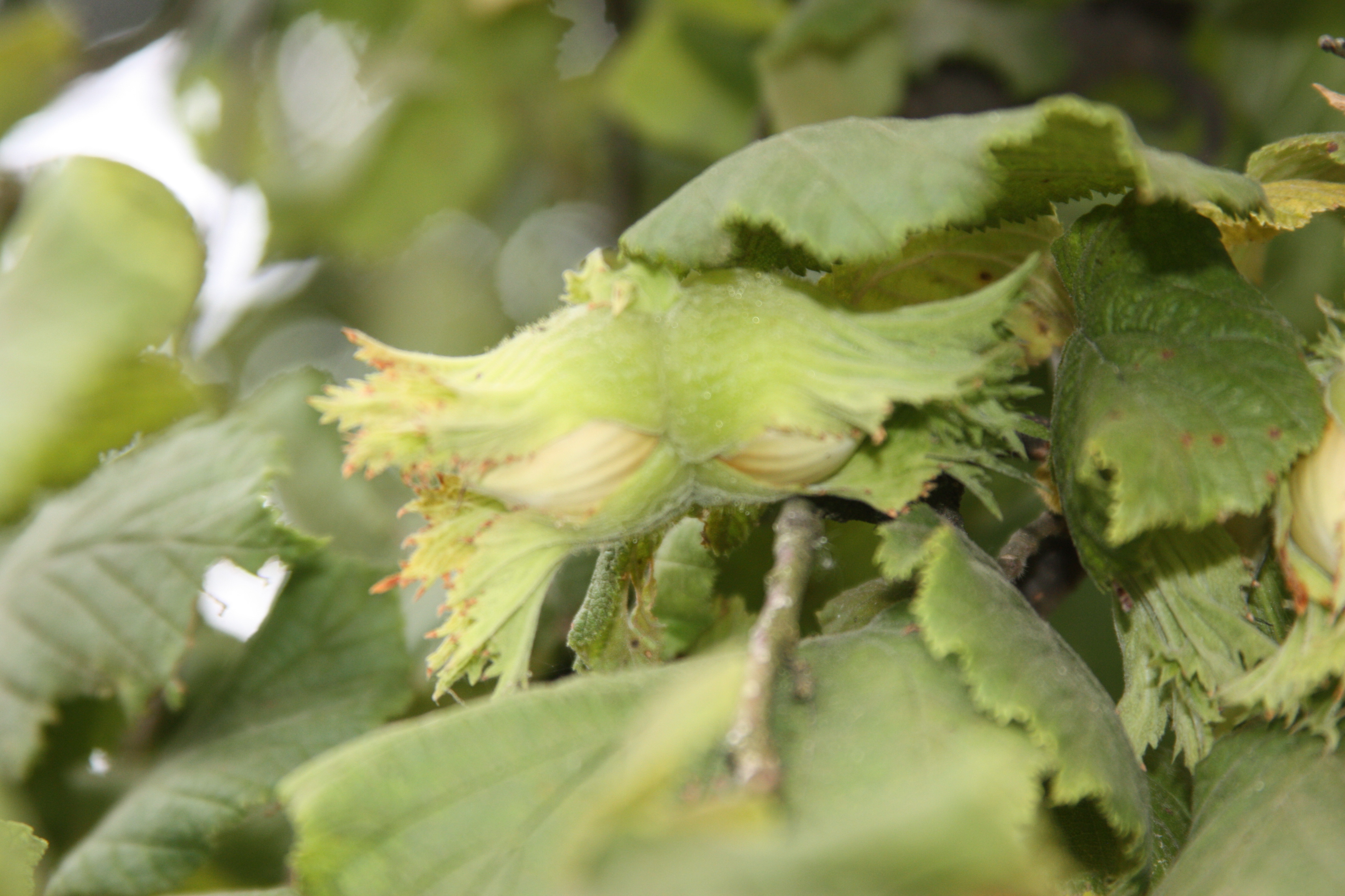 Click for 4 image(s) for this accession. NUT