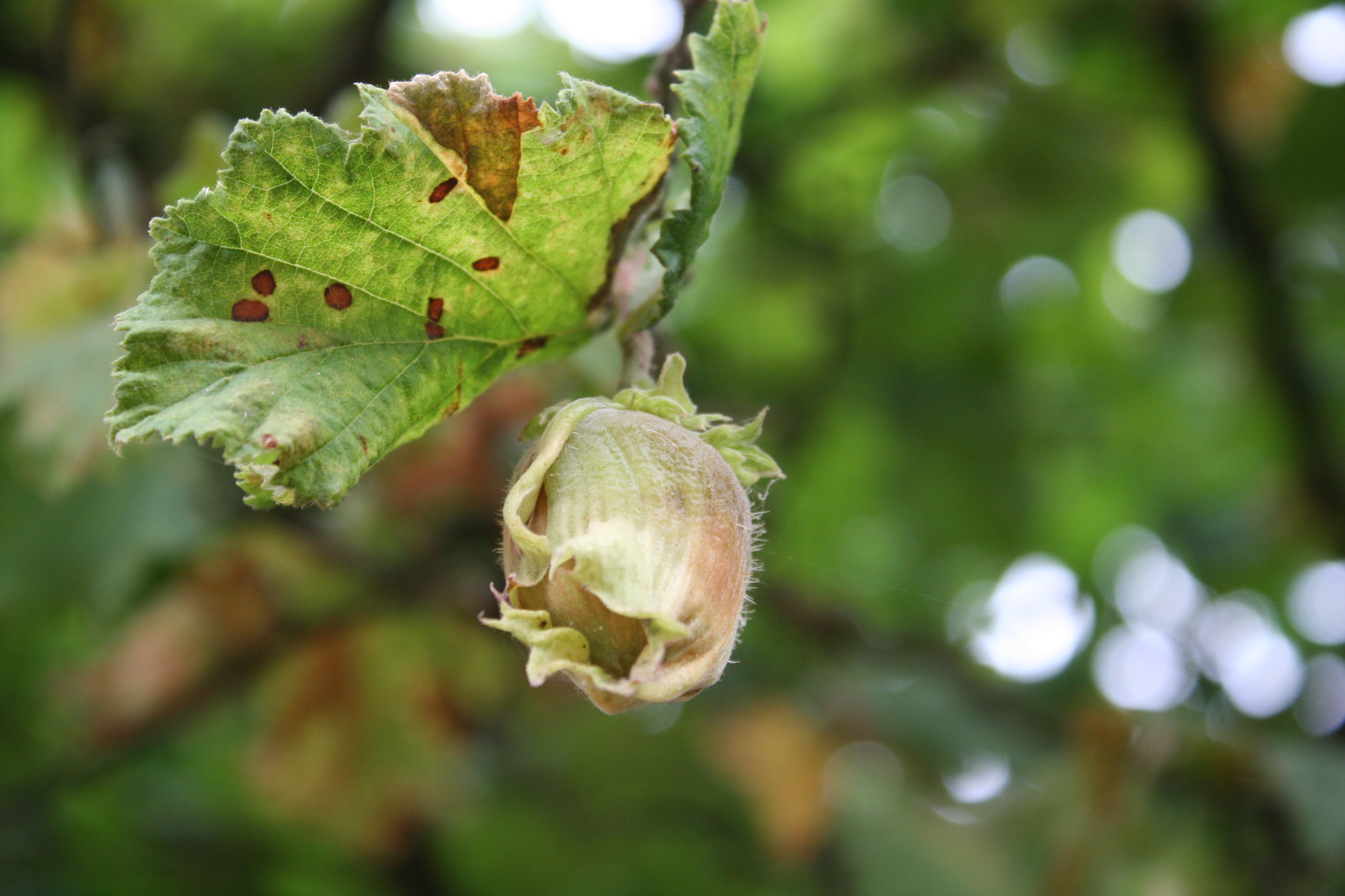 Click for 5 image(s) for this accession. NUT