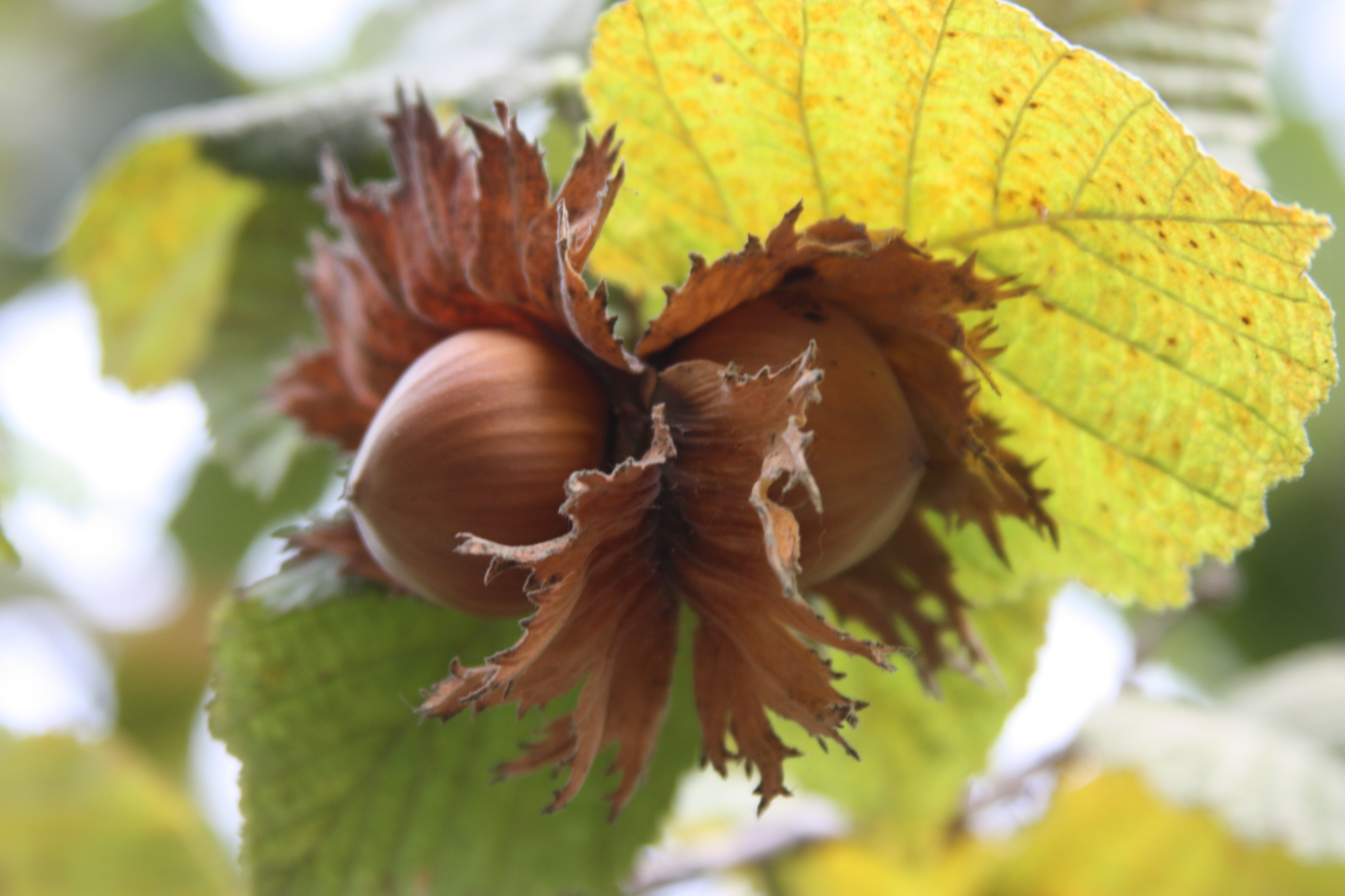 Click for 6 image(s) for this accession. NUT