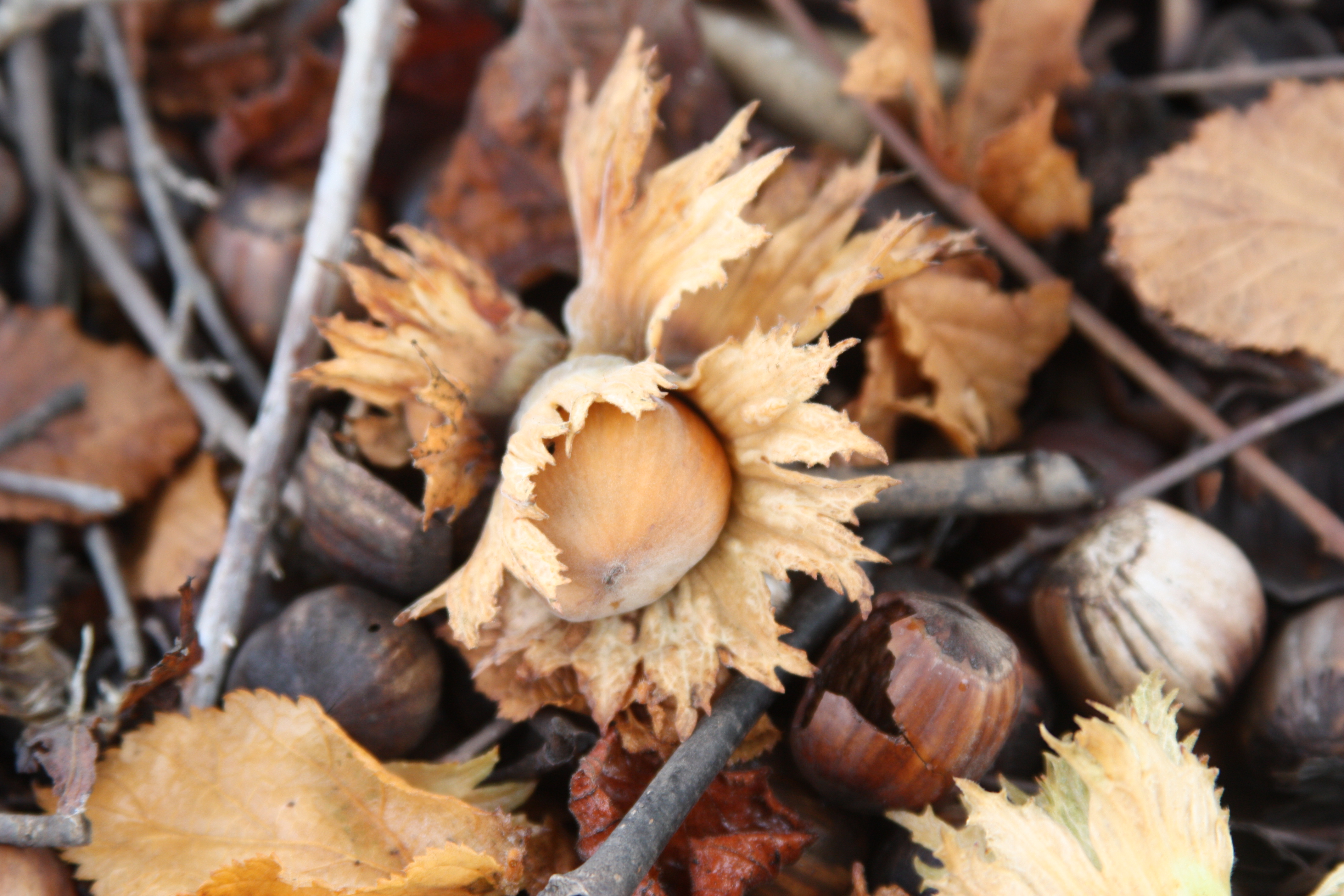 Click for 3 image(s) for this accession. NUT