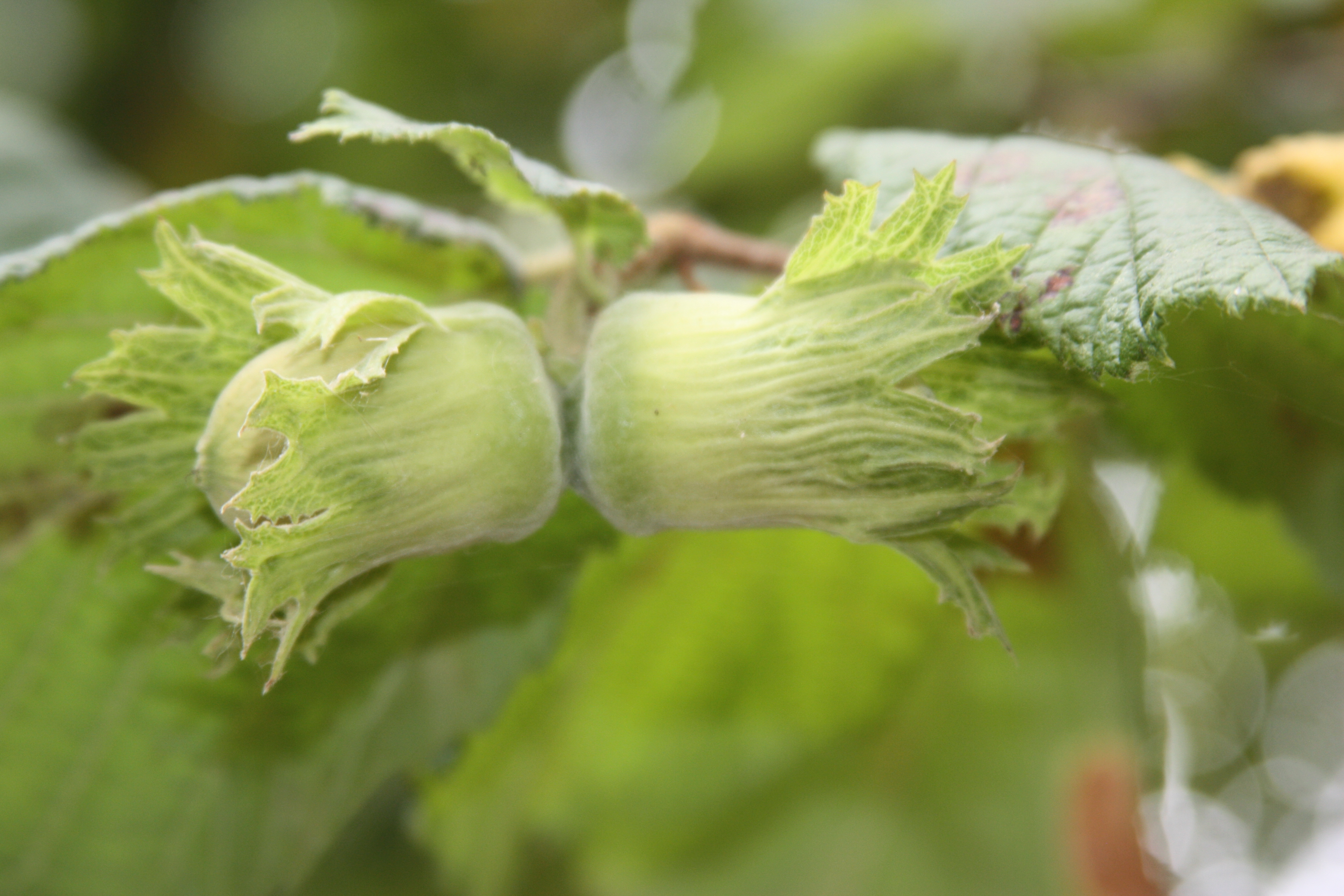 Click for 1 image(s) for this accession. NUT