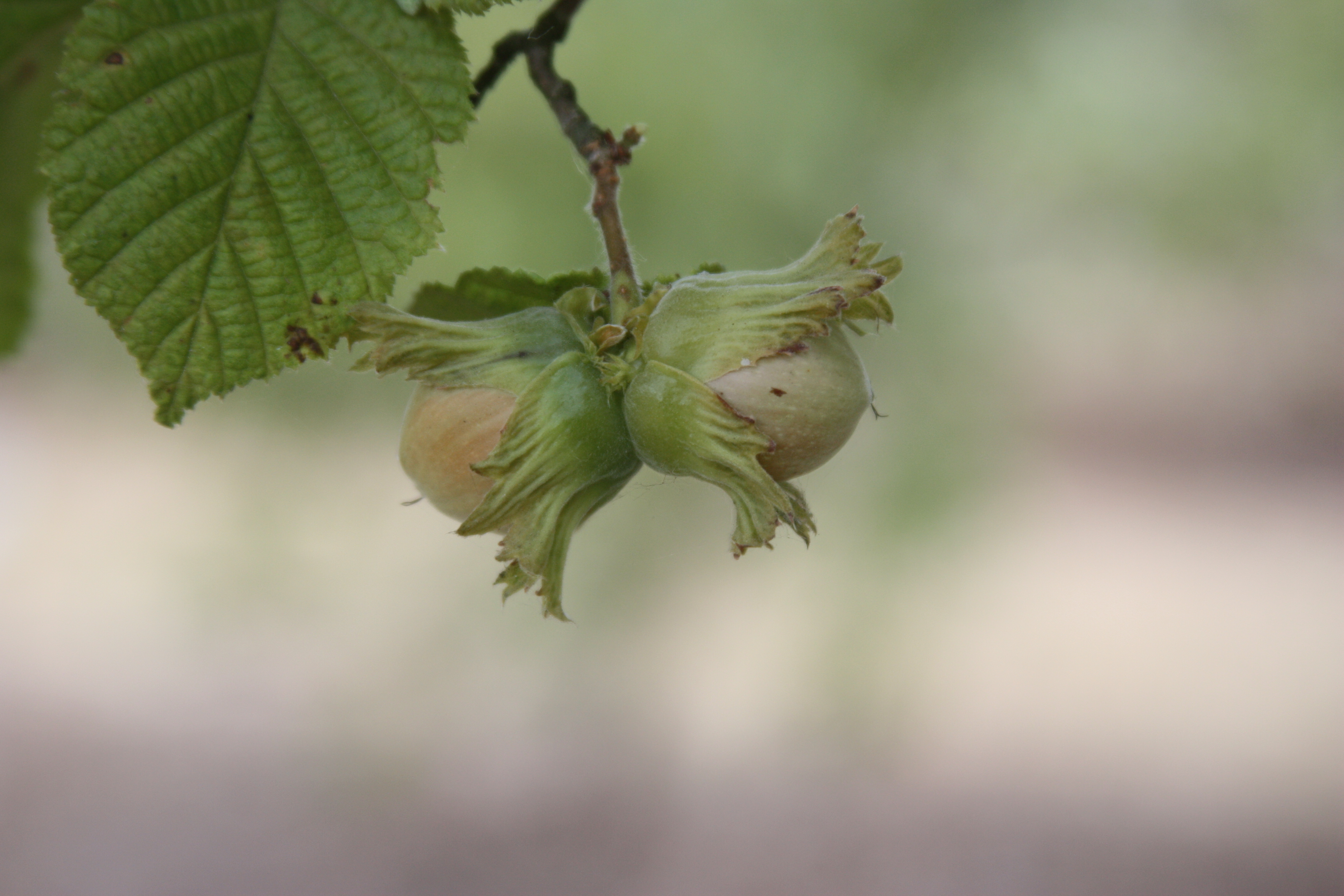Click for 4 image(s) for this accession. NUT