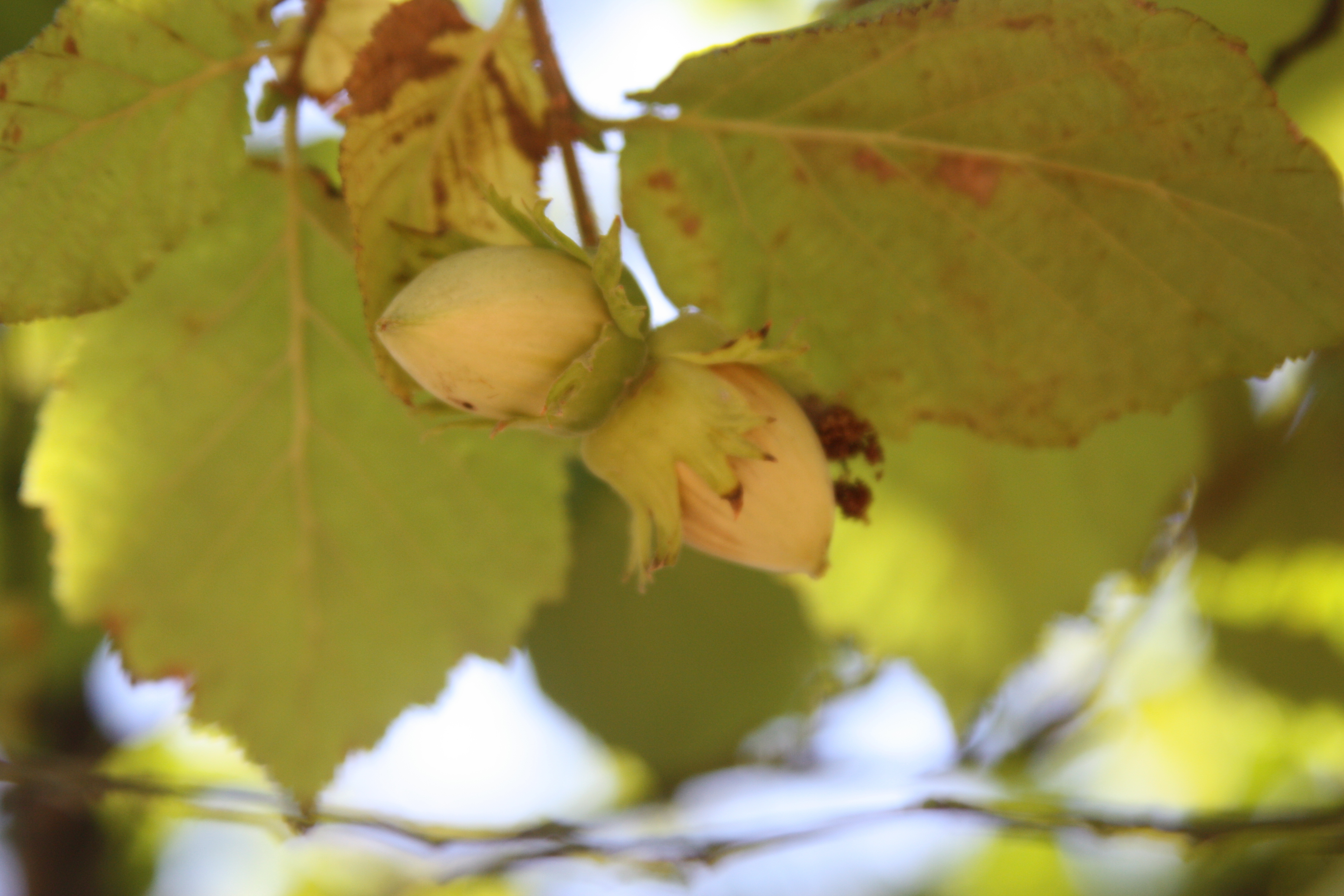 Click for 4 image(s) for this accession. NUT