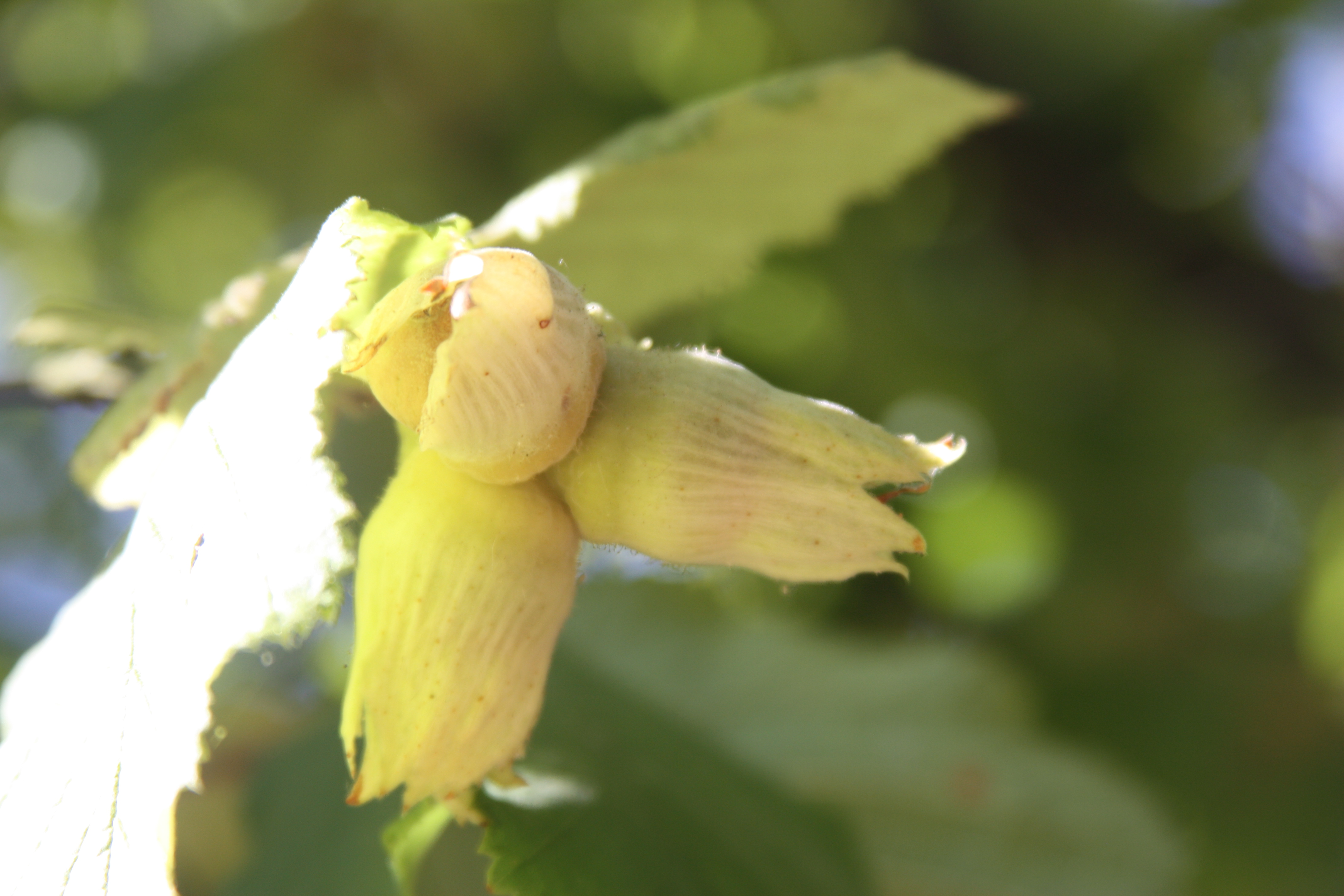 Click for 3 image(s) for this accession. NUT