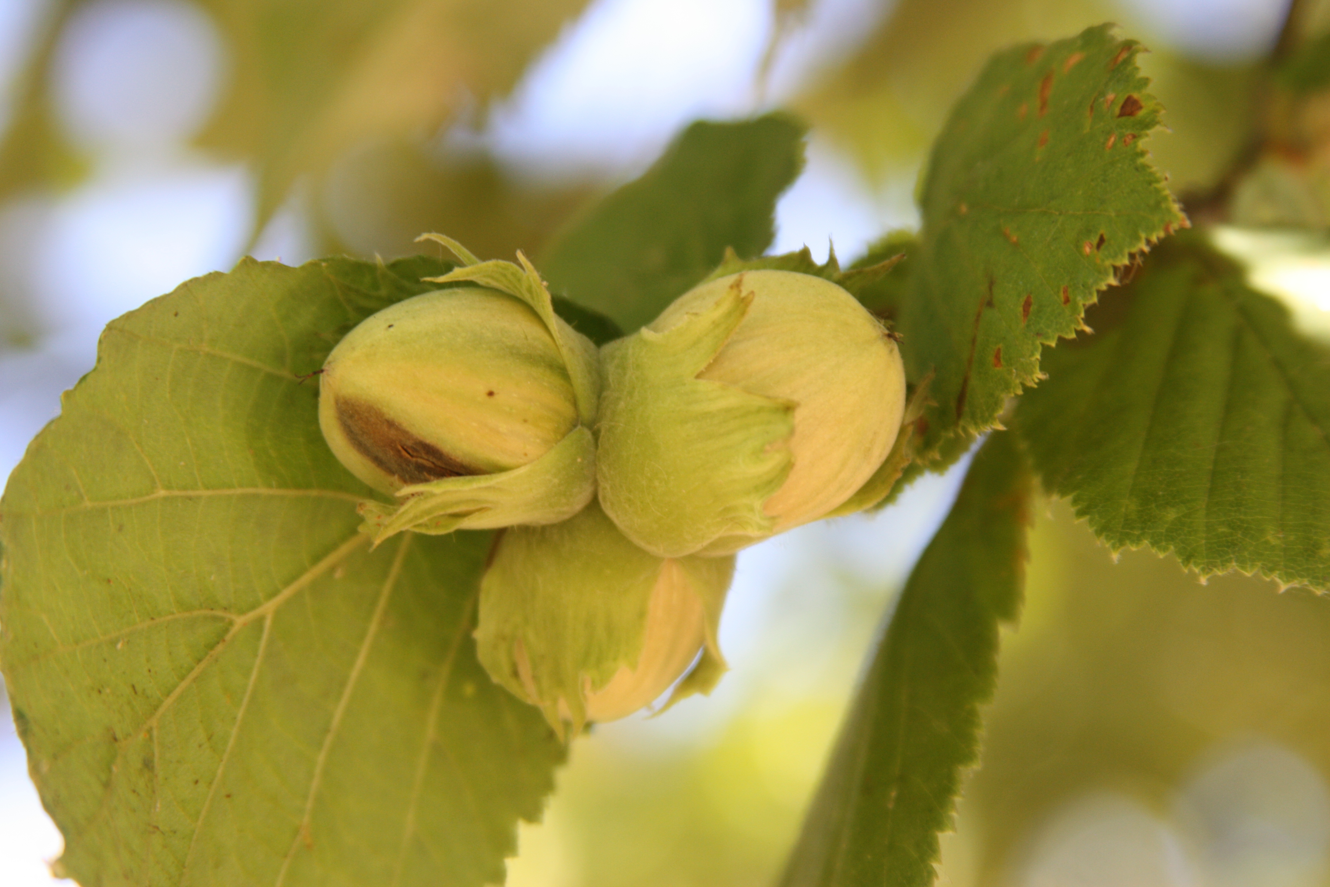 Click for 4 image(s) for this accession. NUT