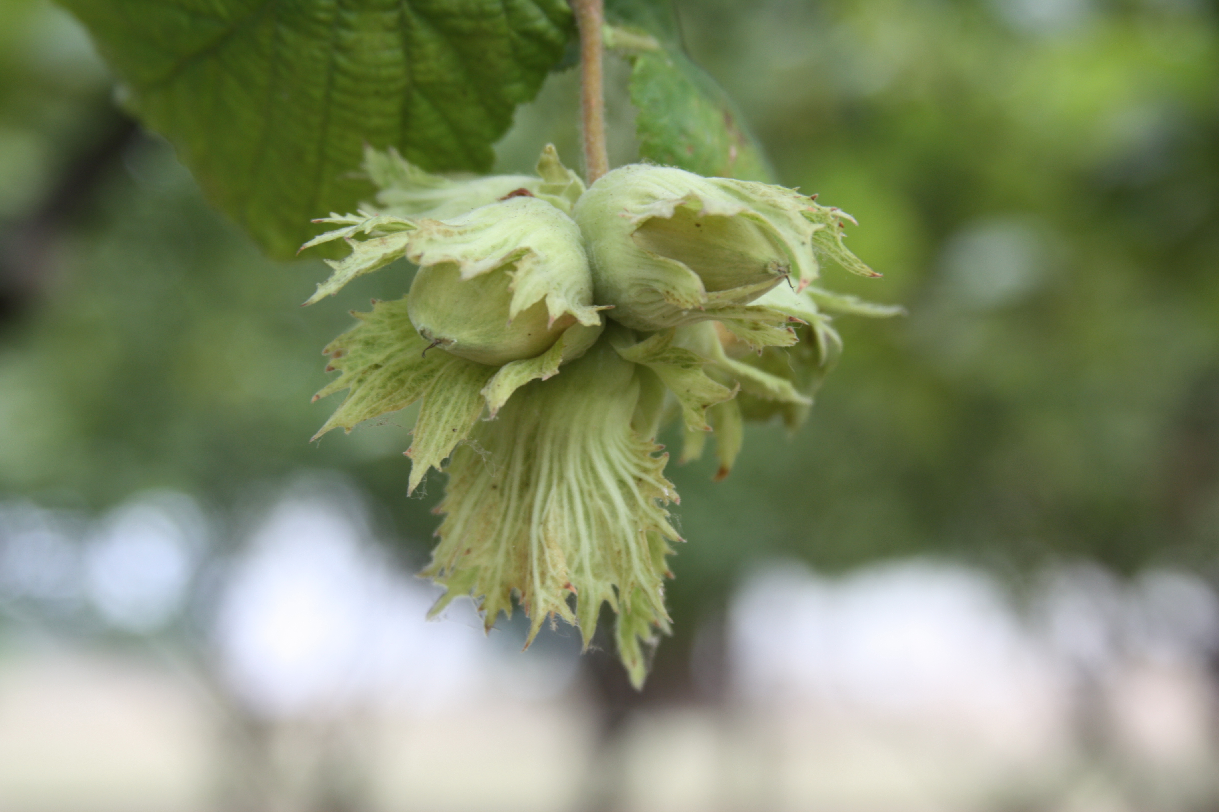 Click for 4 image(s) for this accession. NUT