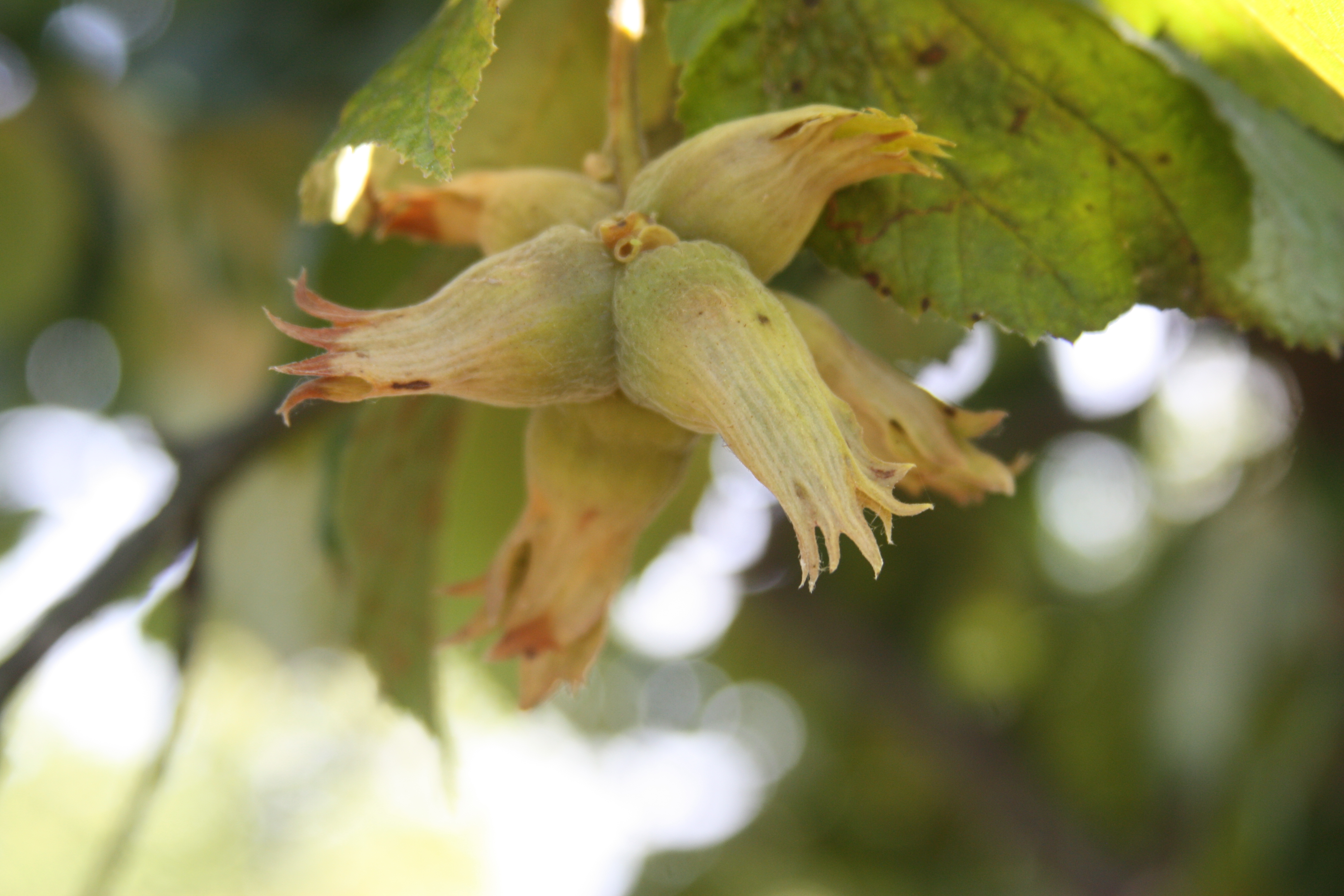 Click for 4 image(s) for this accession. NUT