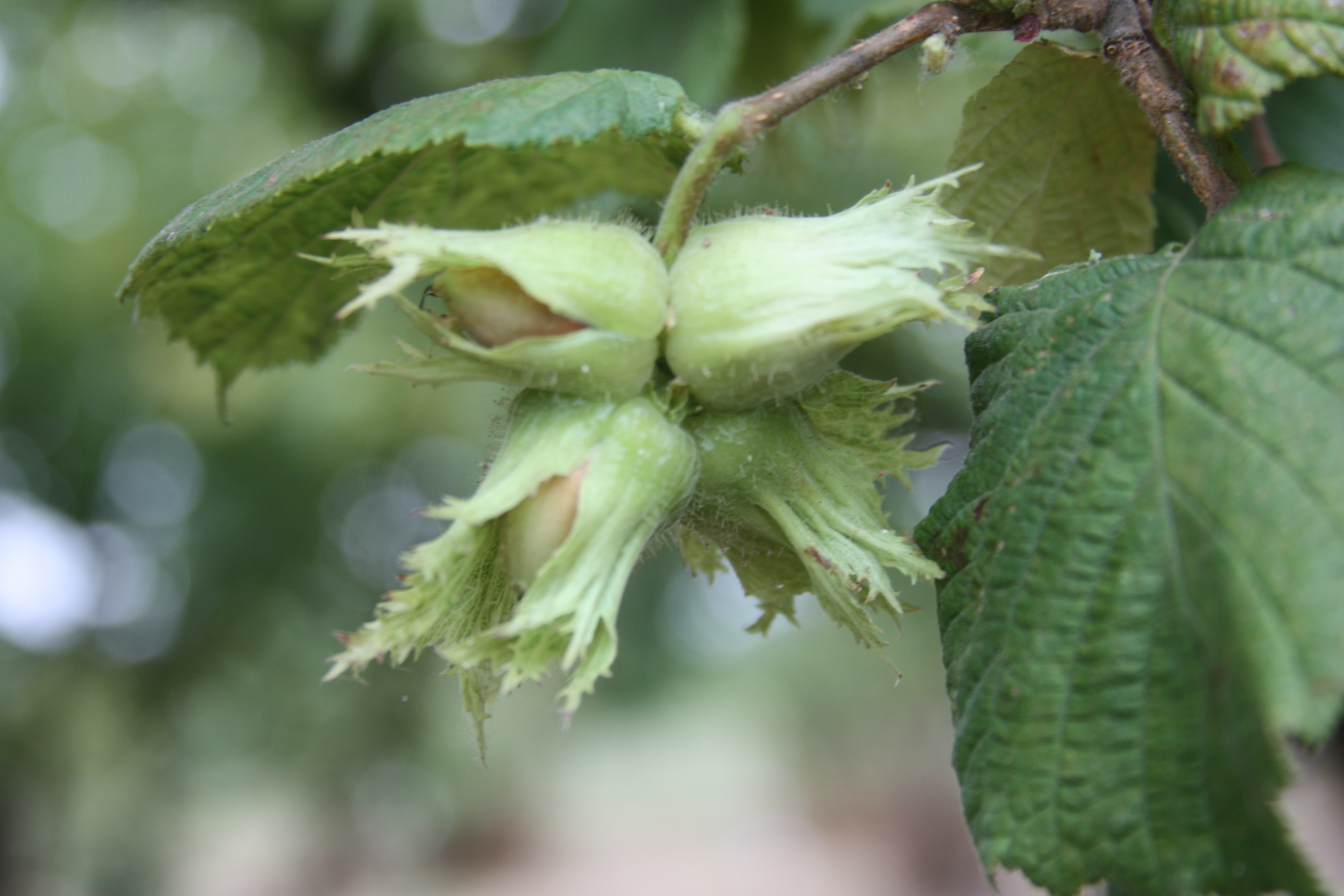 Click for 3 image(s) for this accession. NUT