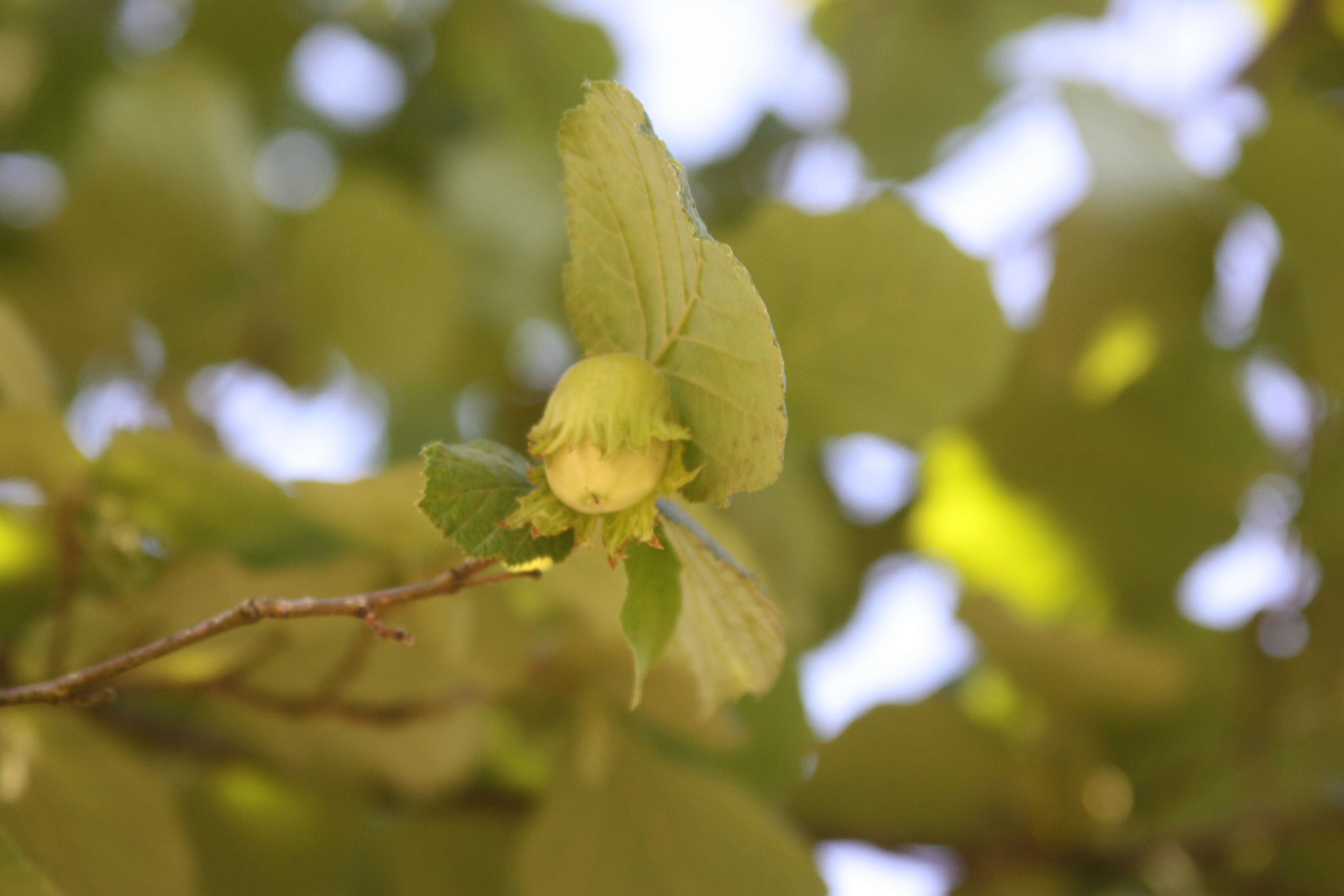 Click for 3 image(s) for this accession. NUT
