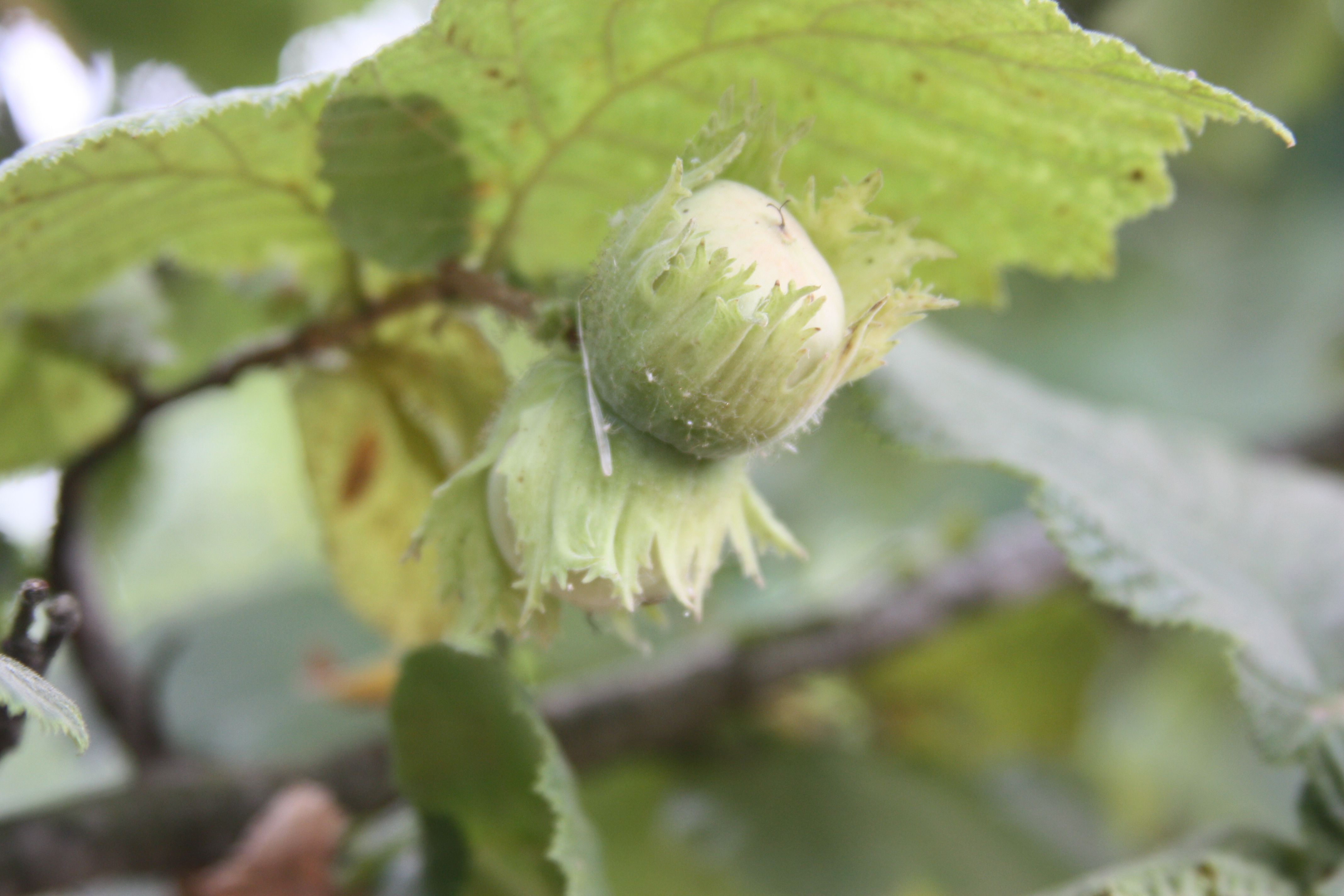 Click for 3 image(s) for this accession. NUT