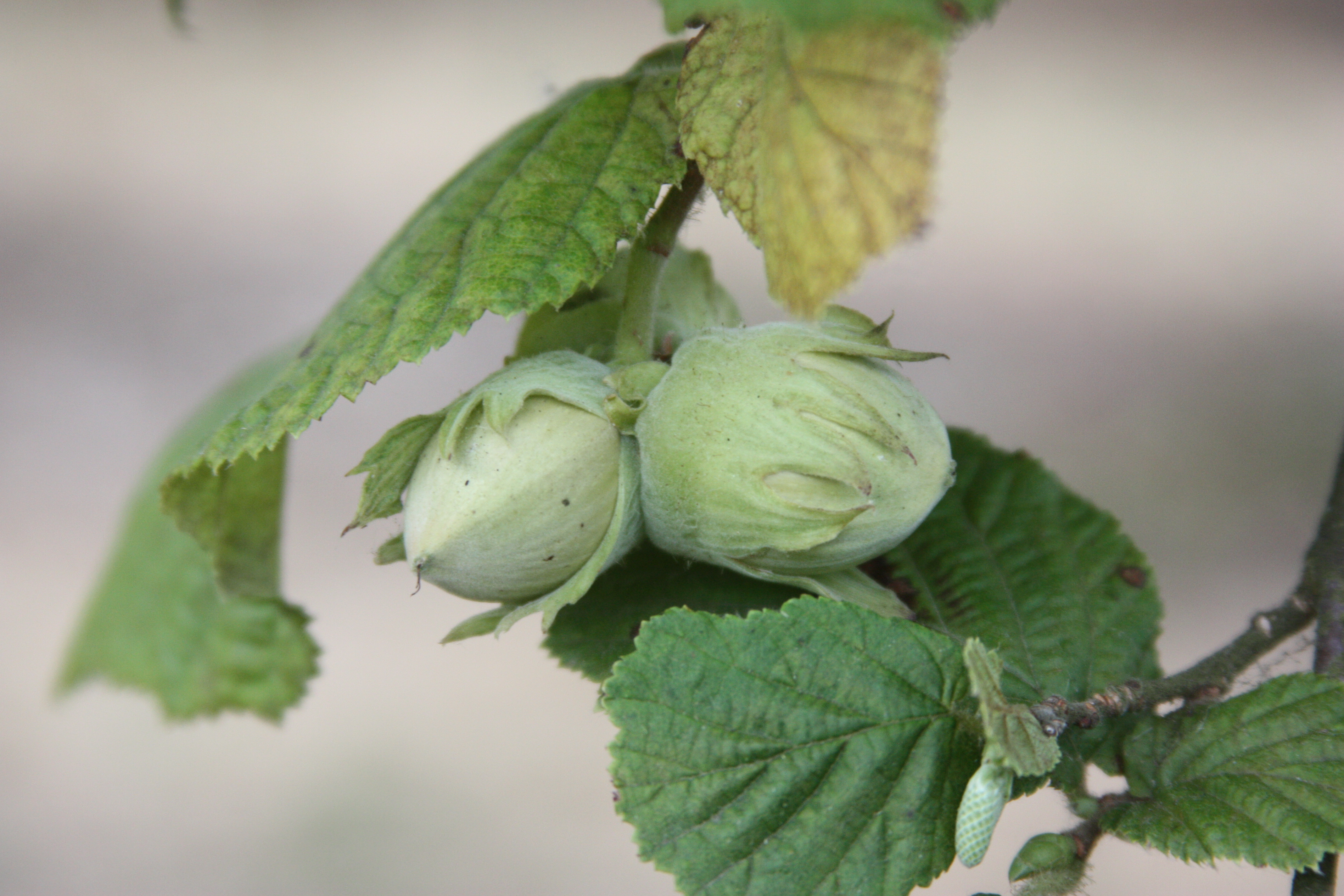 Click for 4 image(s) for this accession. NUT