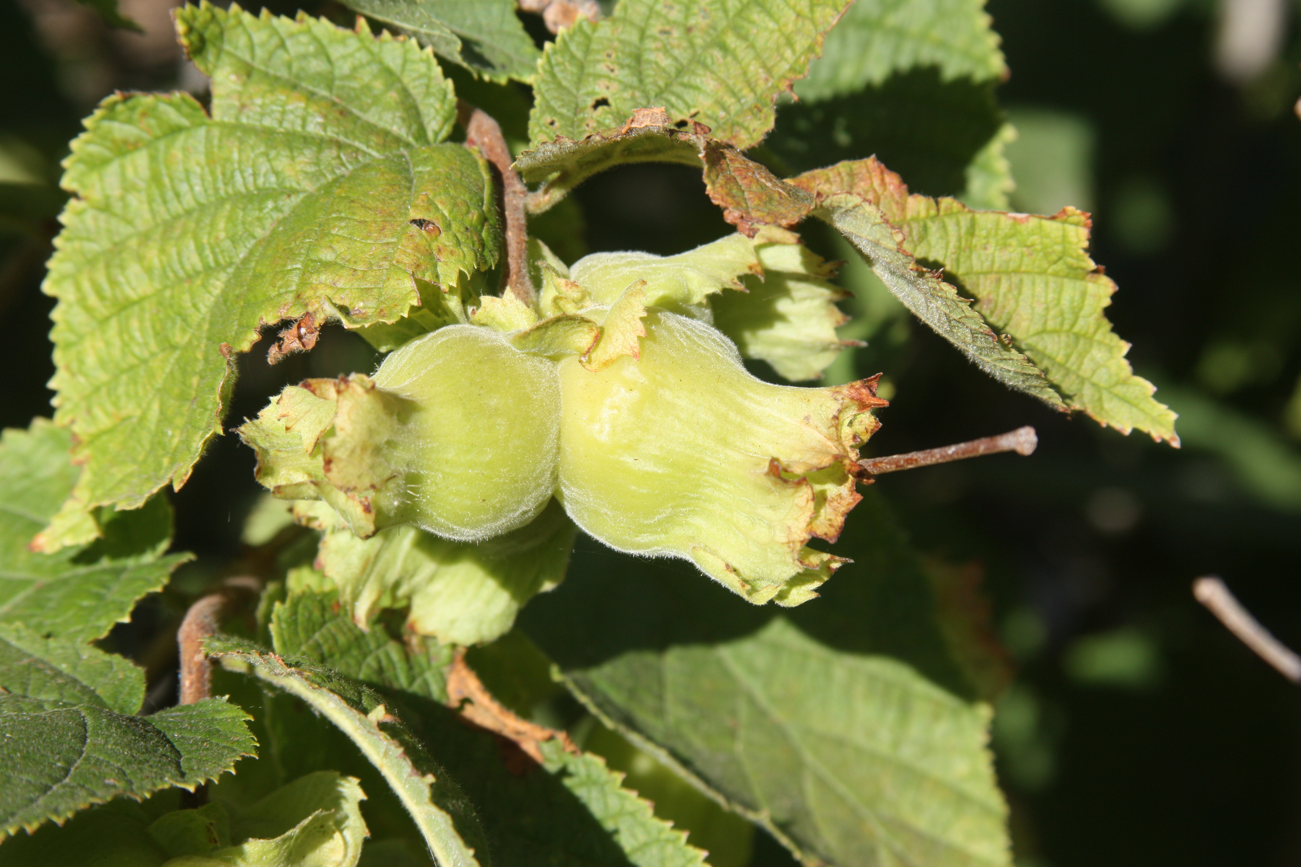 Click for 8 image(s) for this accession. NUT