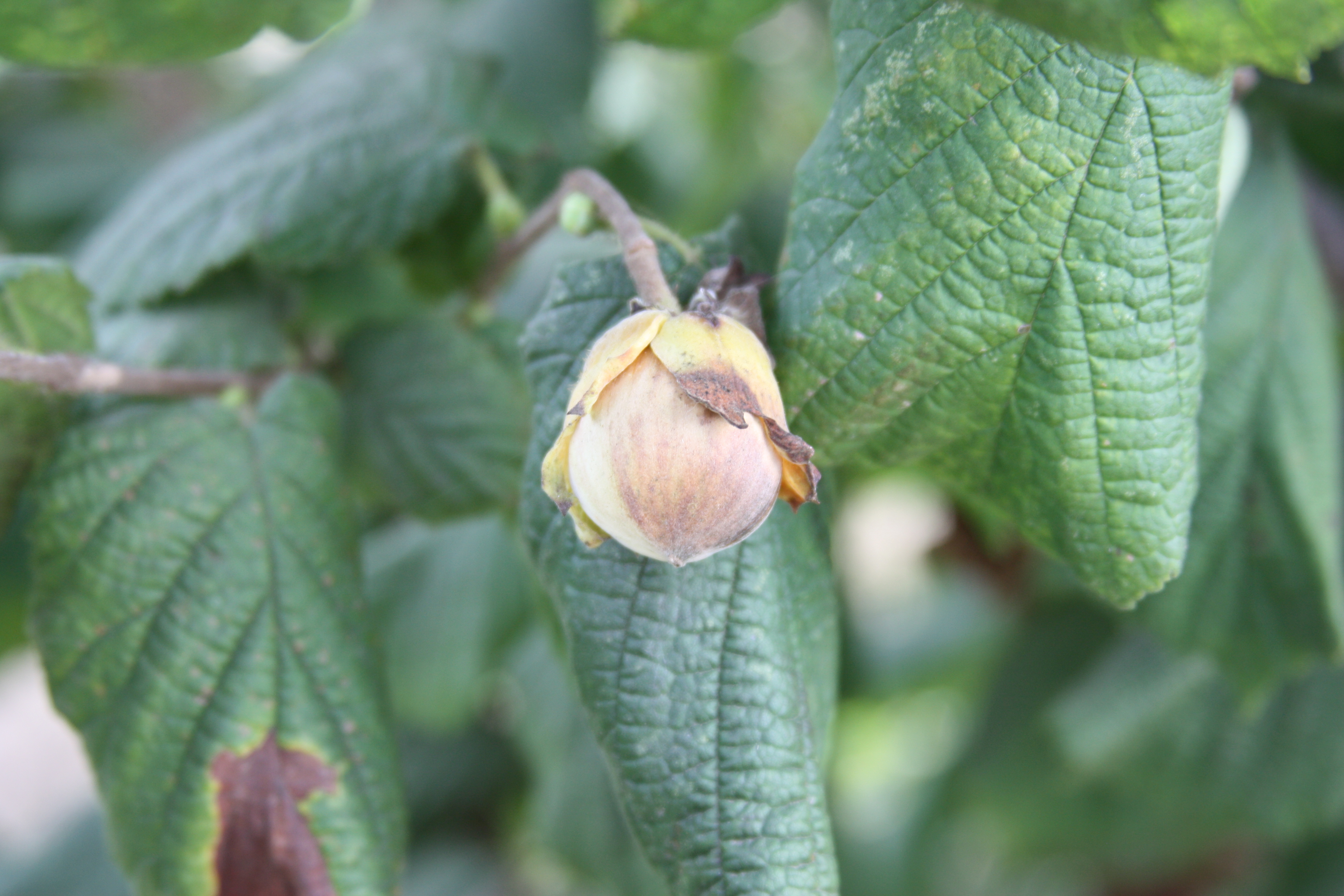 Click for 3 image(s) for this accession. NUT