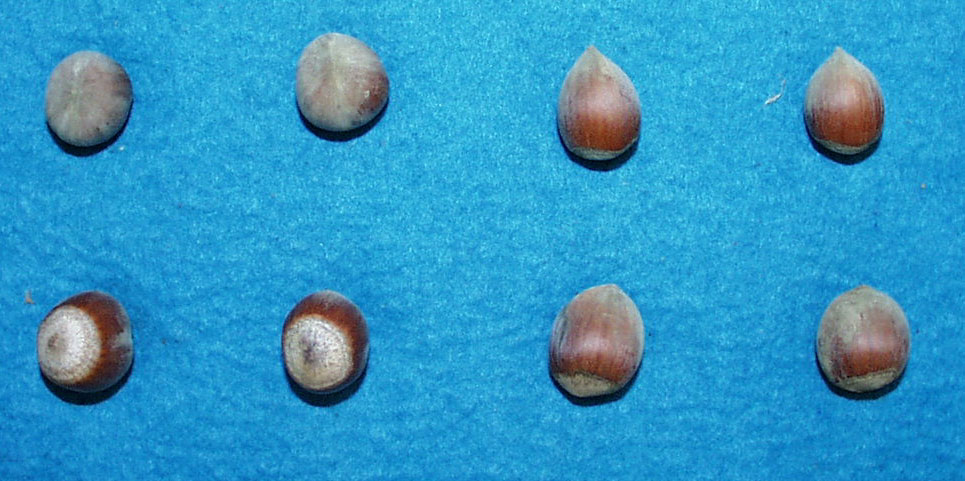 Click for 2 image(s) for this accession. NUT