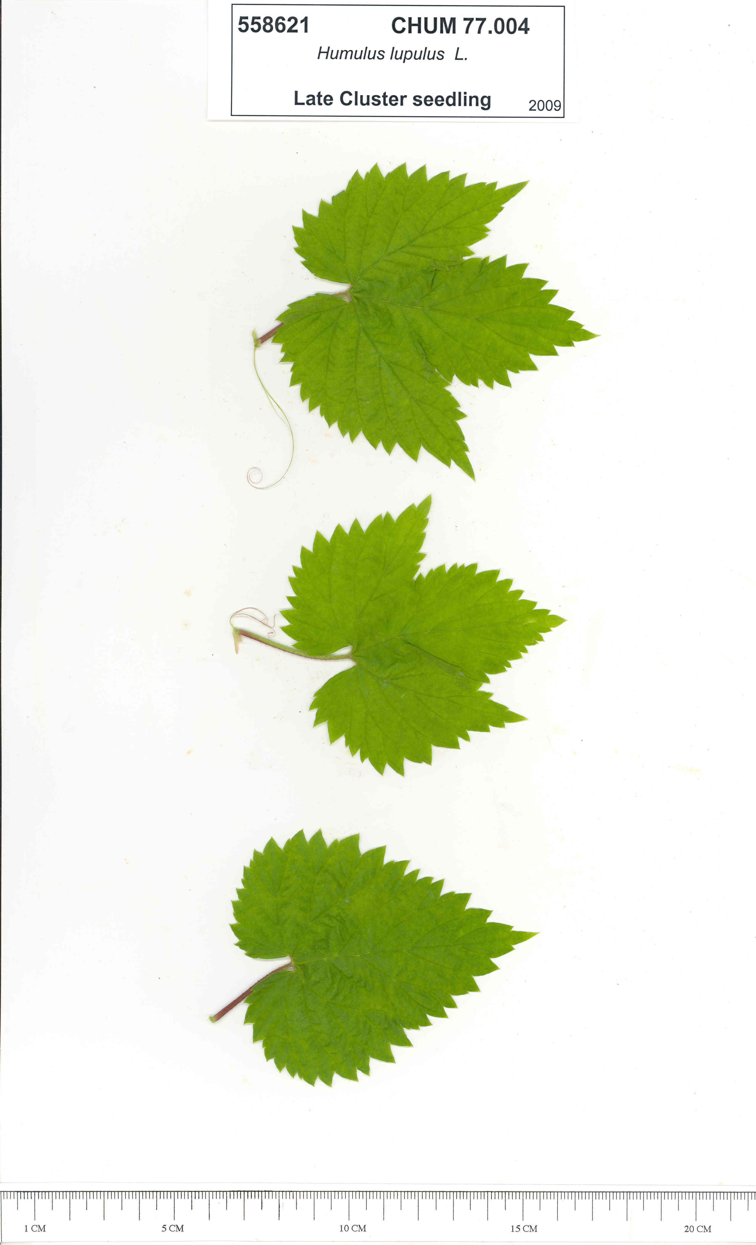 Click for 1 image(s) for this accession. Image