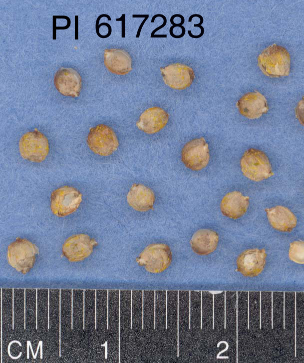 Click for 3 image(s) for this accession. Image