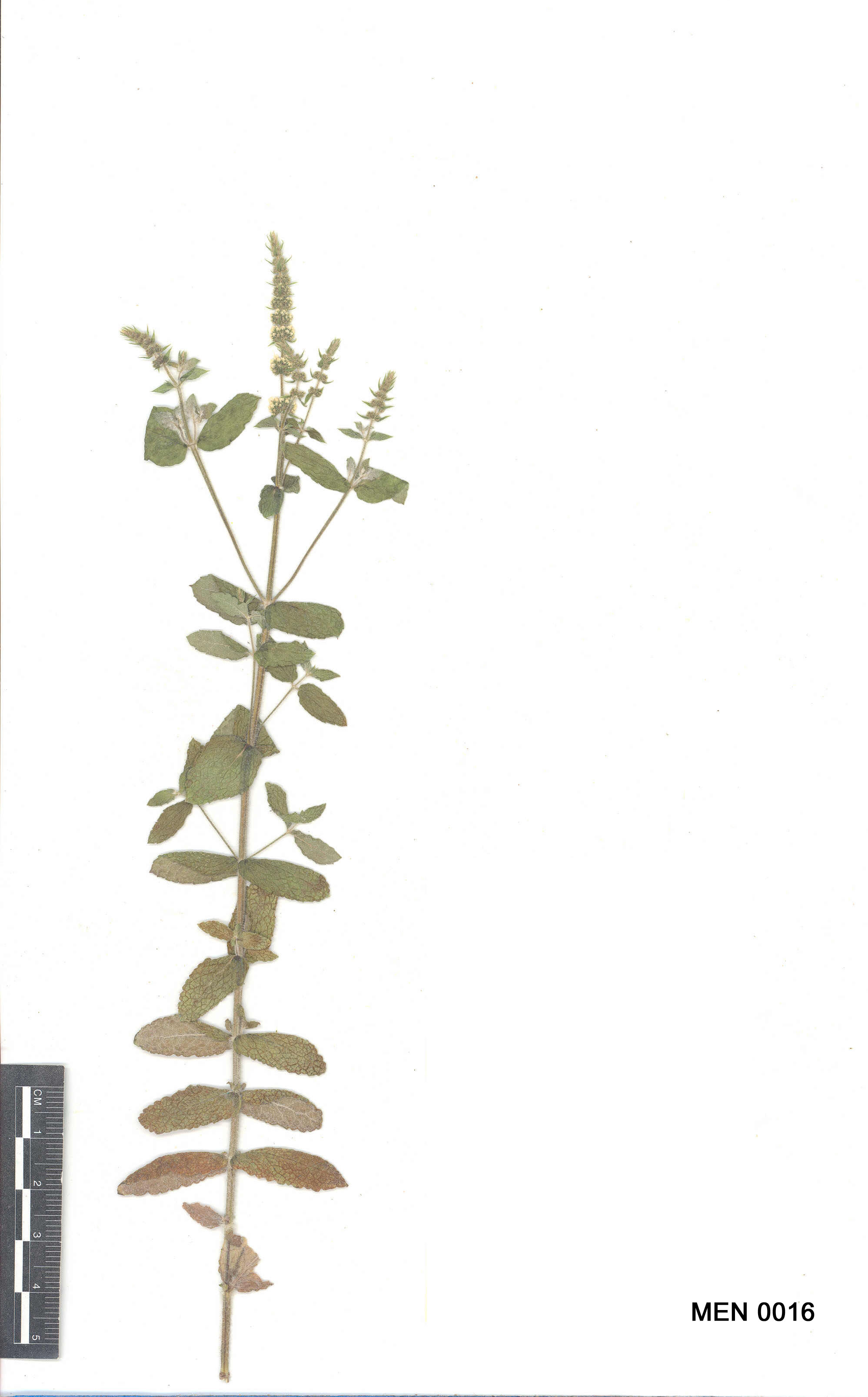 Click for 2 image(s) for this accession. Image