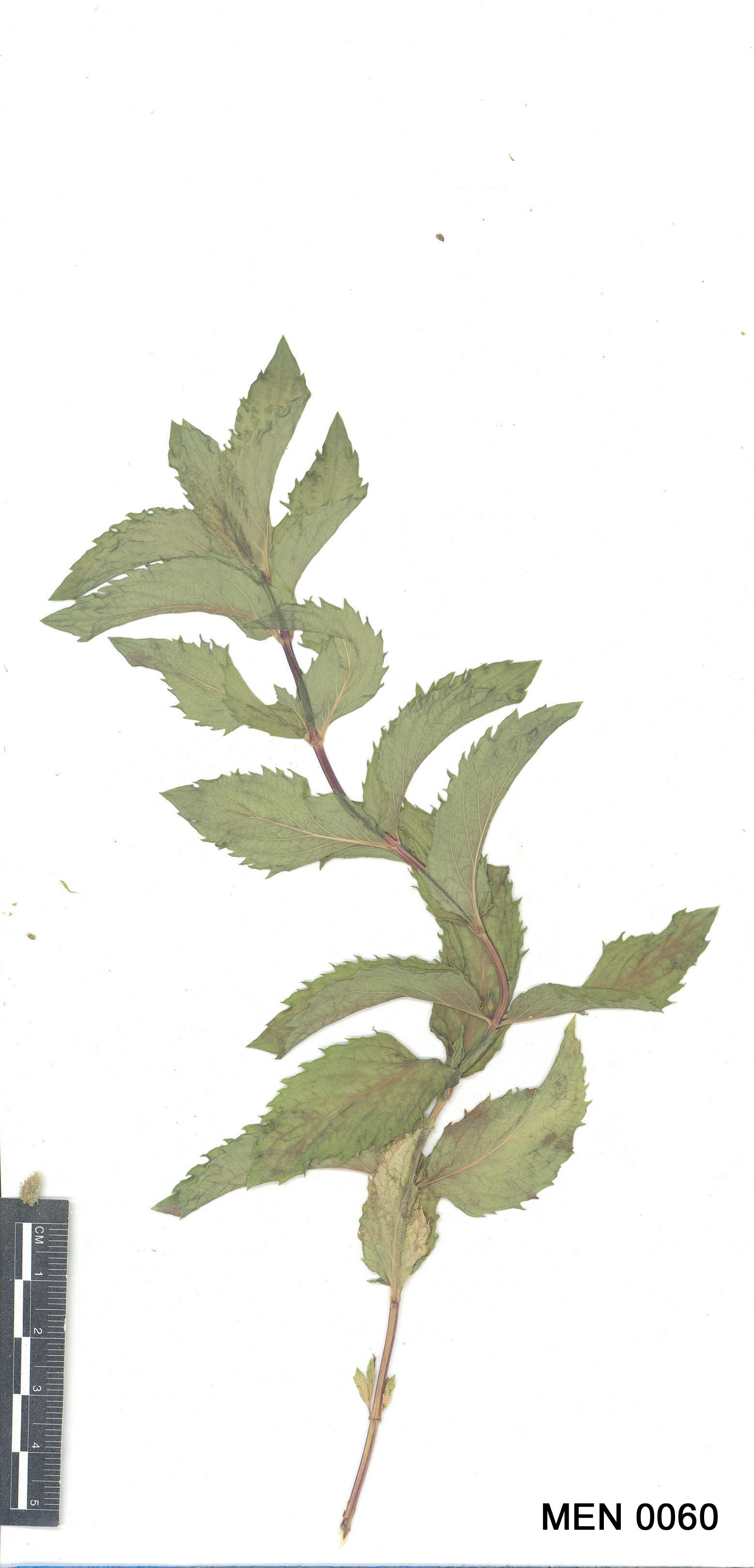 Click for 2 image(s) for this accession. Image