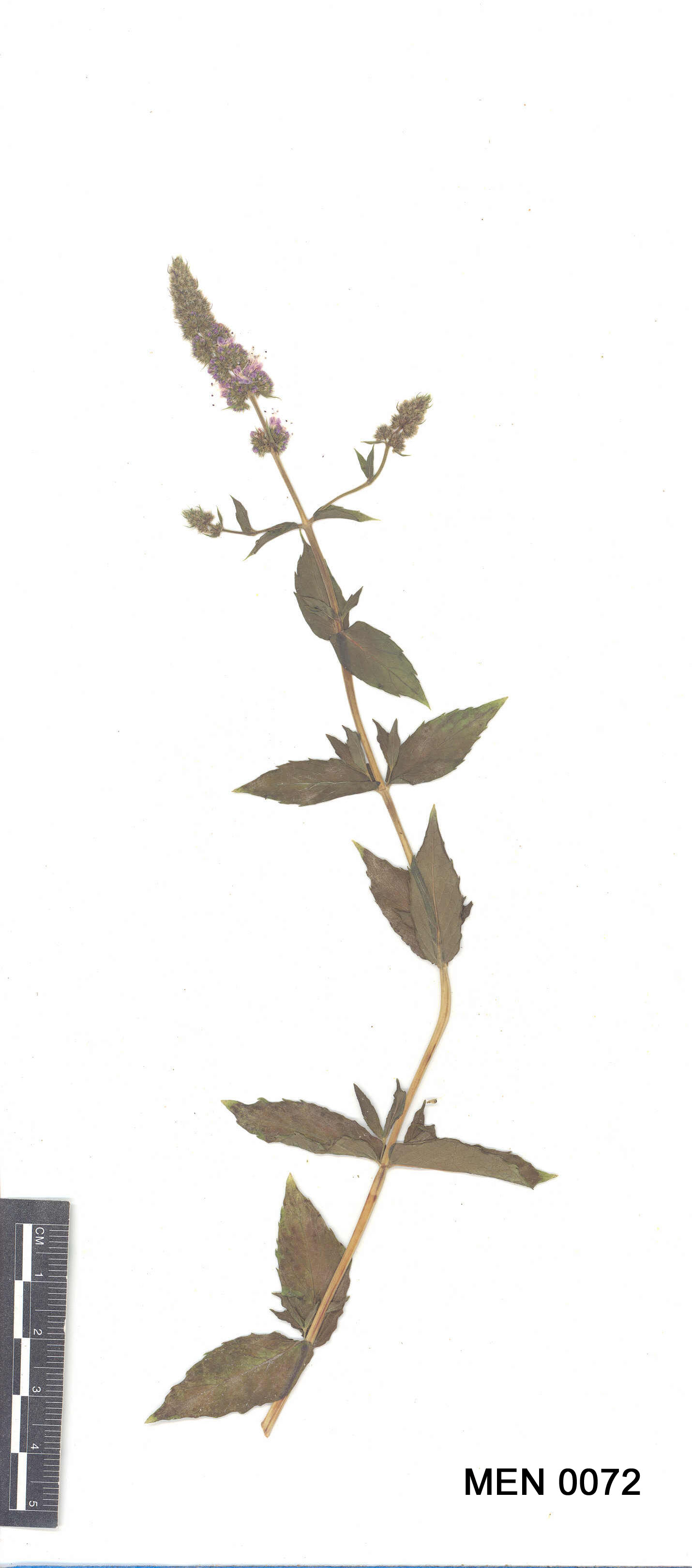 Click for 2 image(s) for this accession. Image