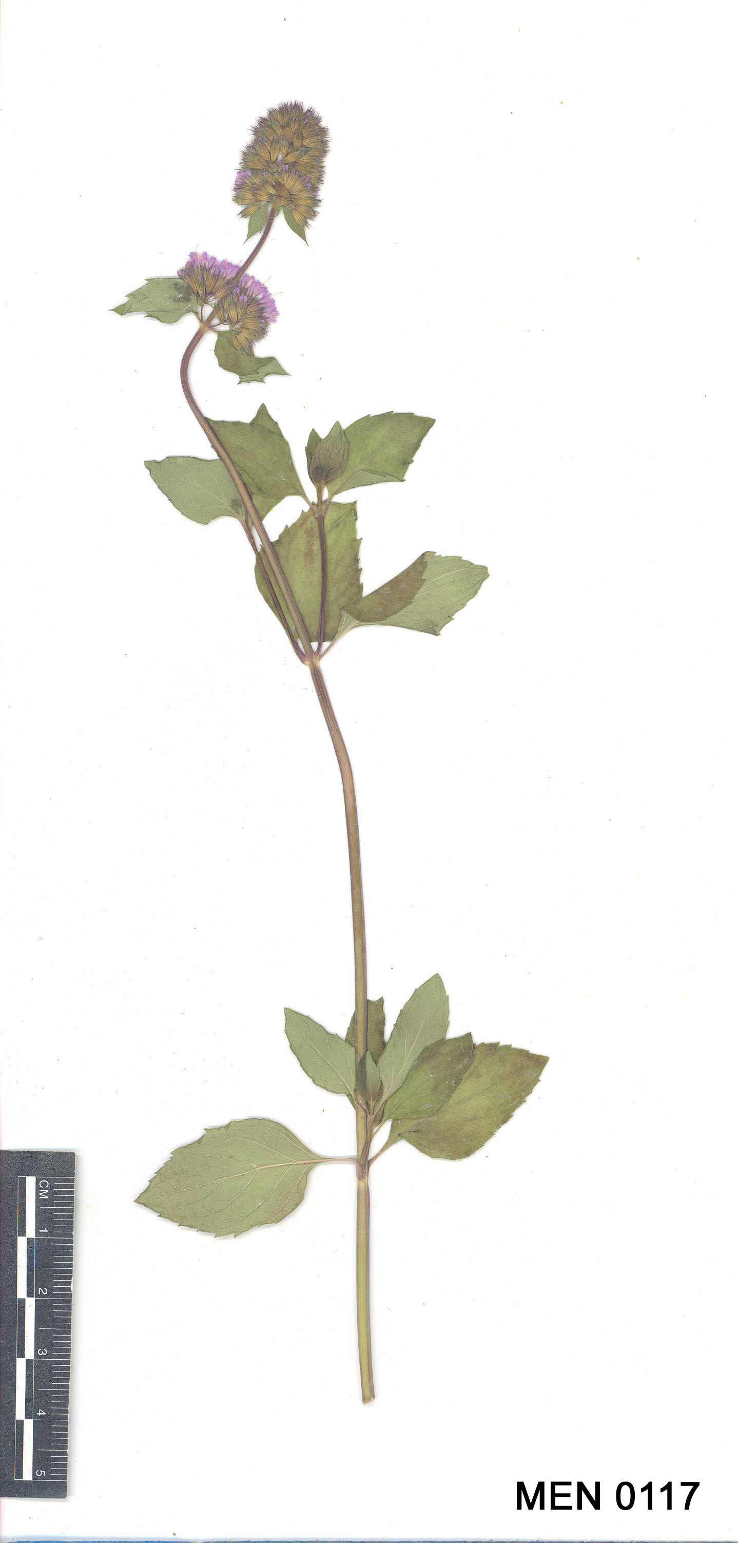Click for 3 image(s) for this accession. Image