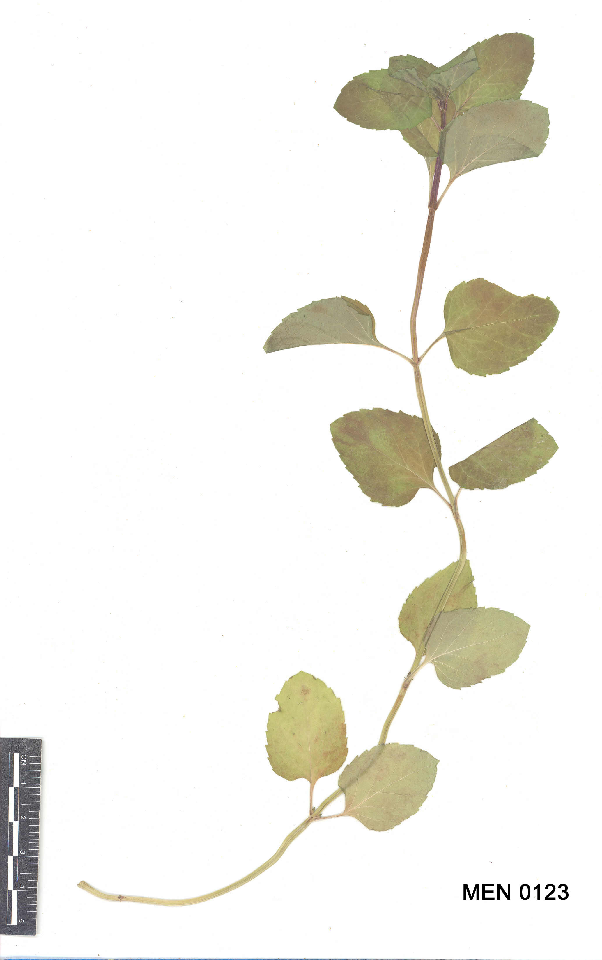 Click for 3 image(s) for this accession. Image