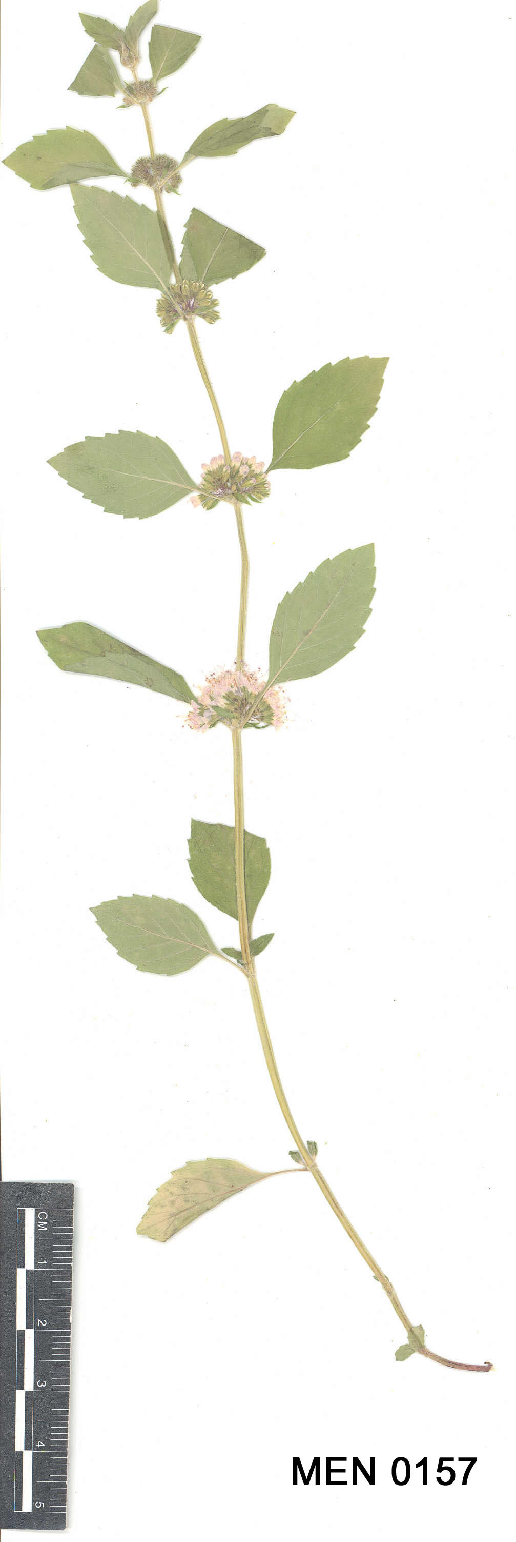 Click for 3 image(s) for this accession. Image