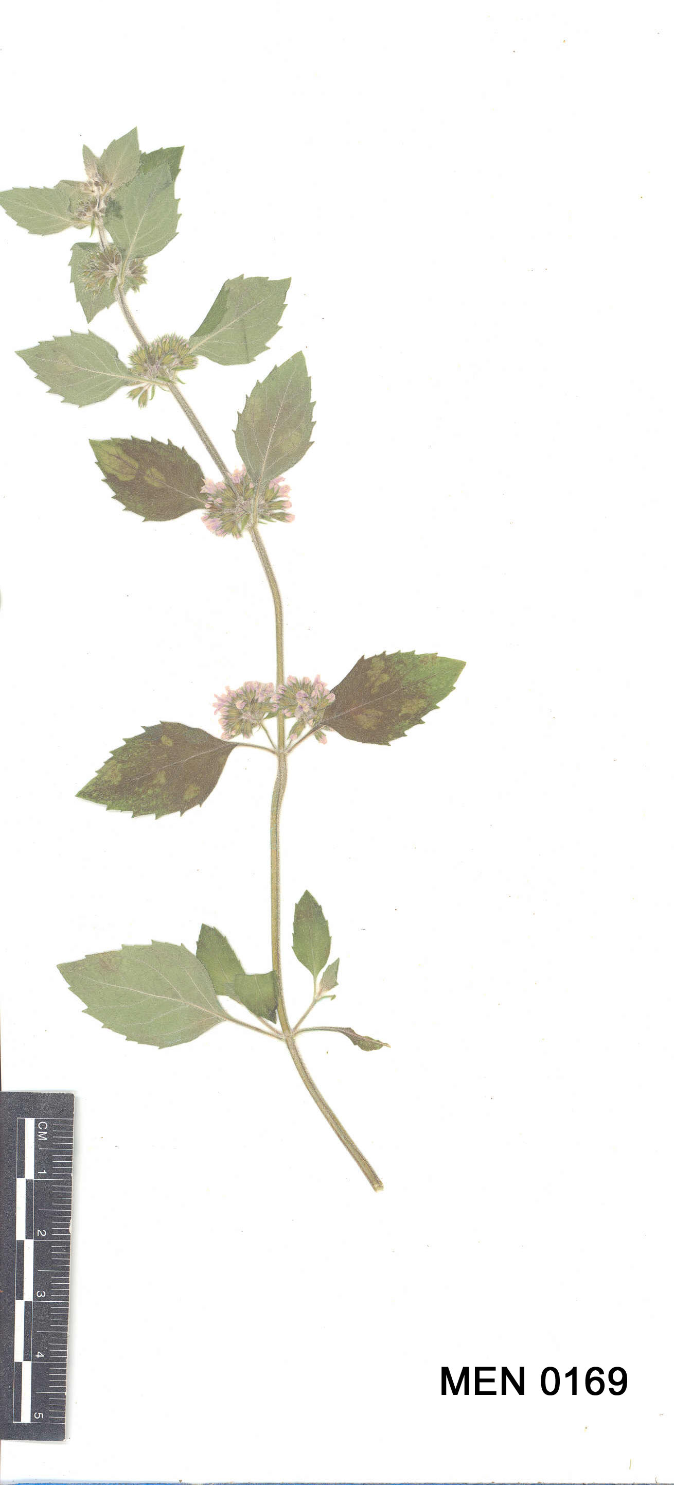 Click for 3 image(s) for this accession. Image