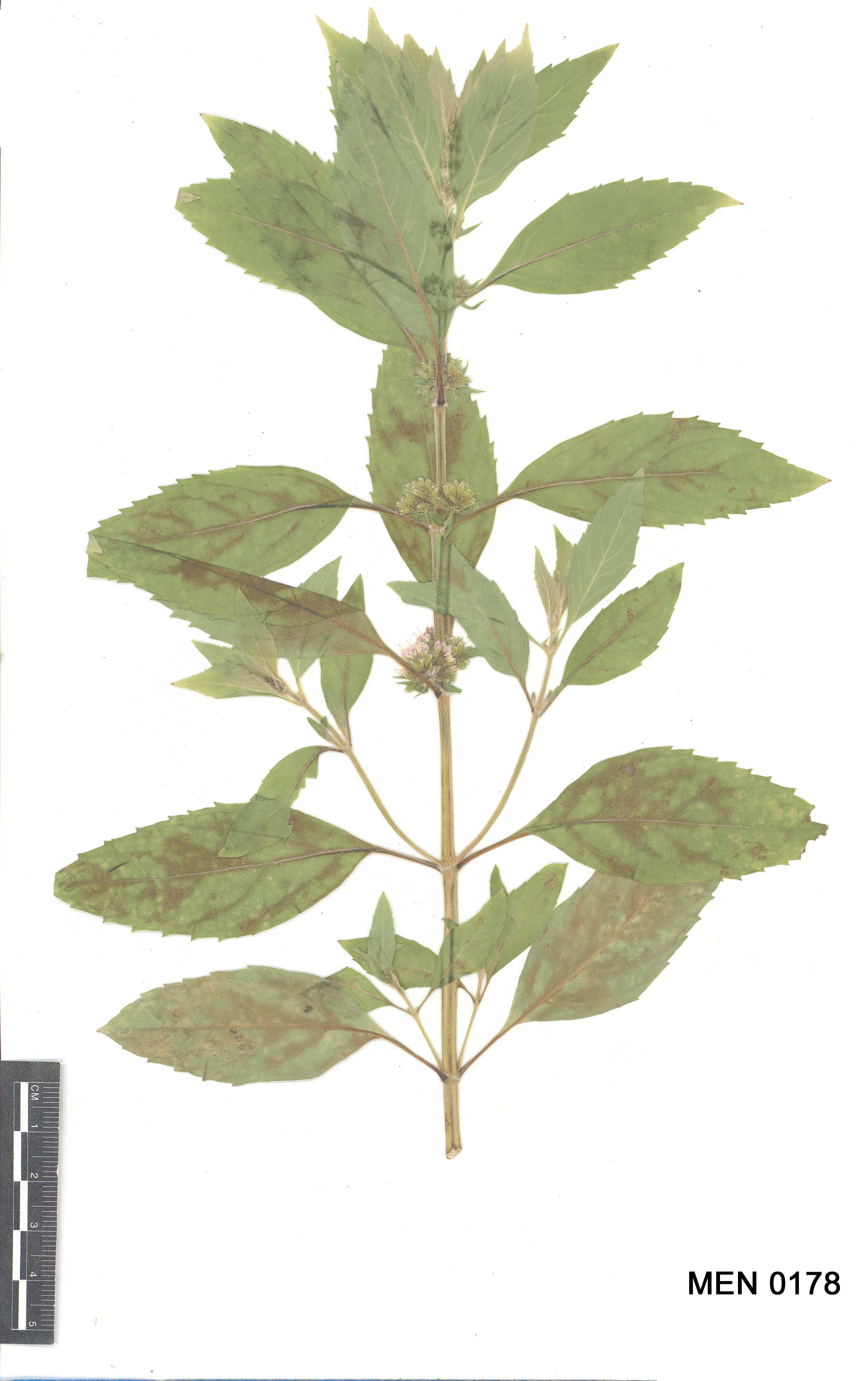 Click for 2 image(s) for this accession. Image