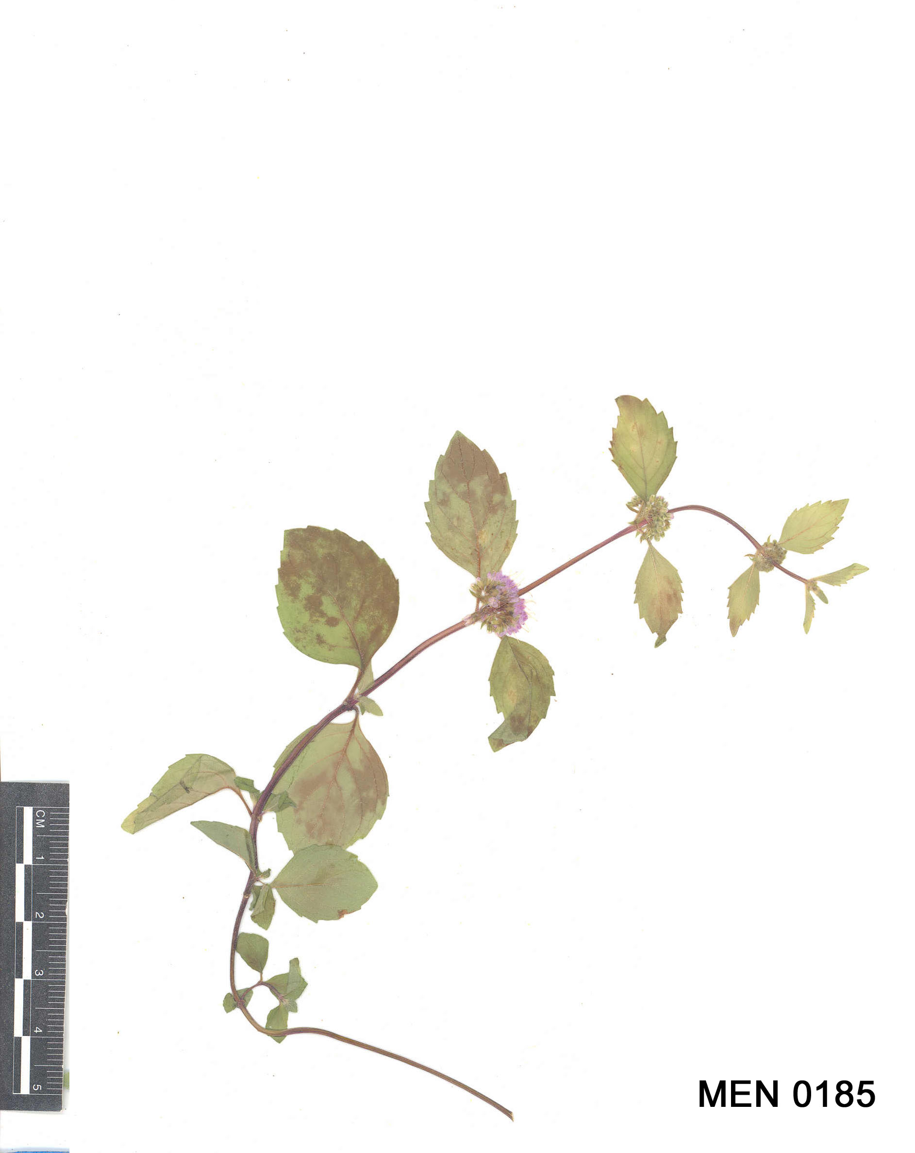 Click for 3 image(s) for this accession. Image