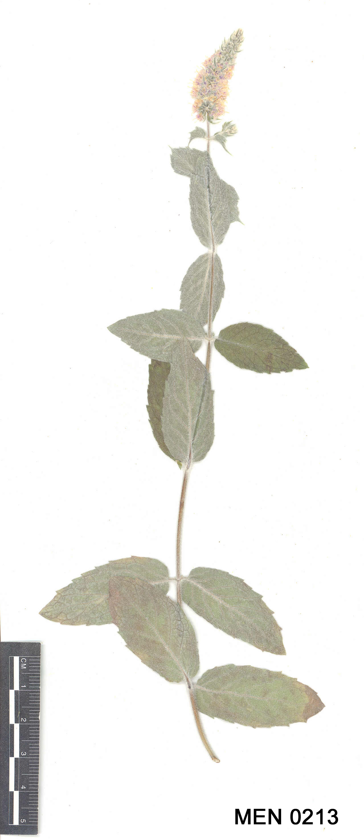 Click for 3 image(s) for this accession. Image